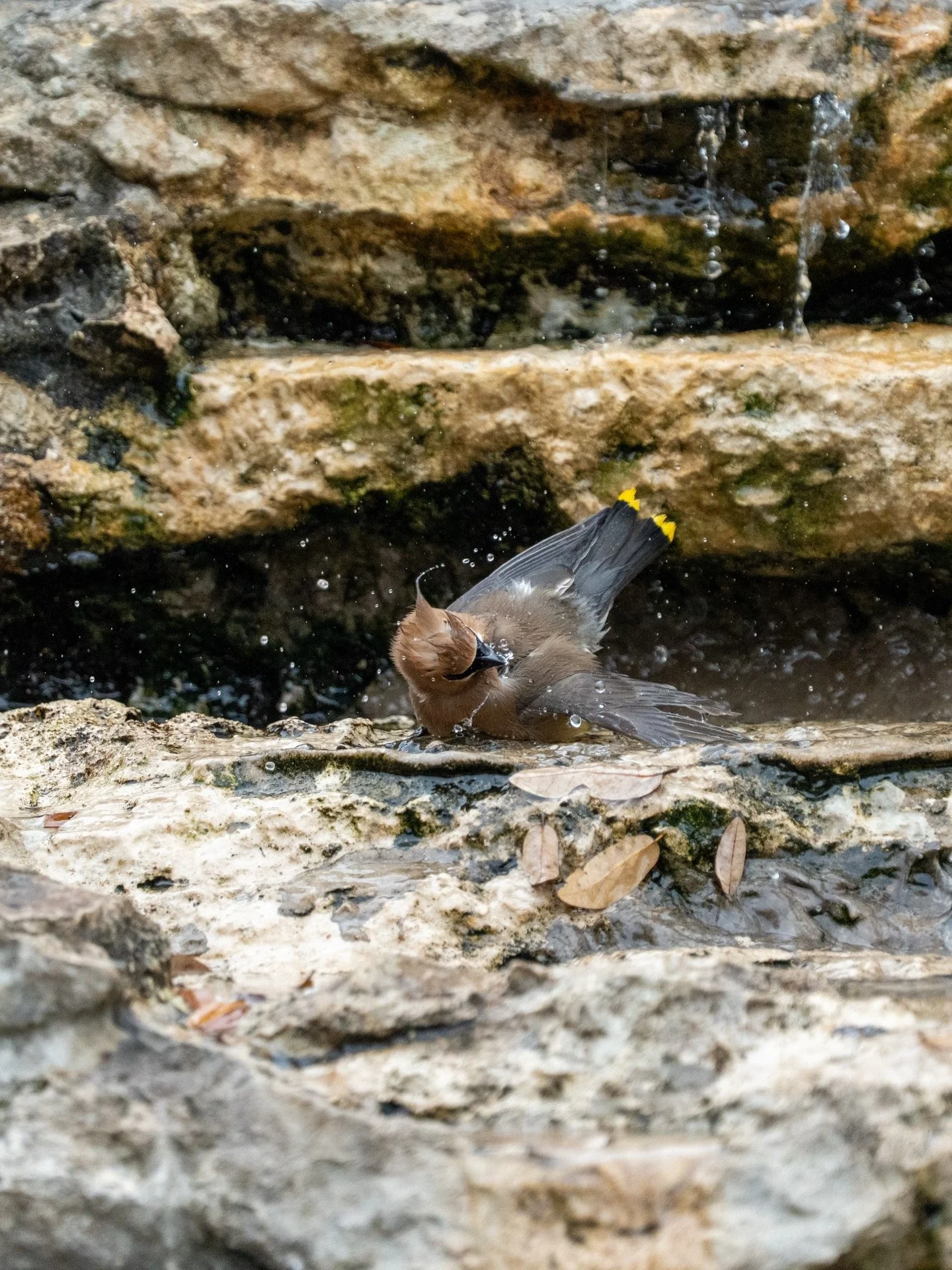 Guadalupe River Park: Cedar Waxing