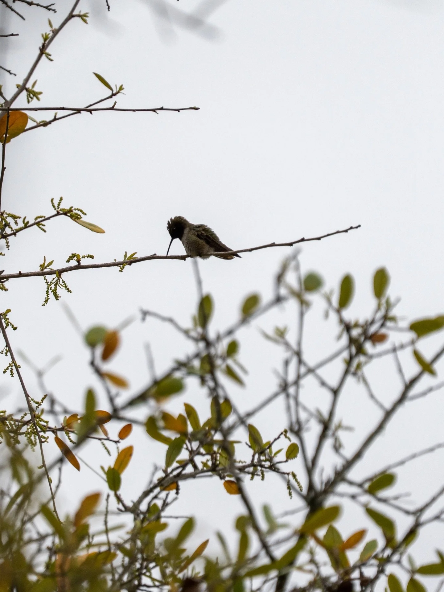 Guadalupe River Park: Humming Bird