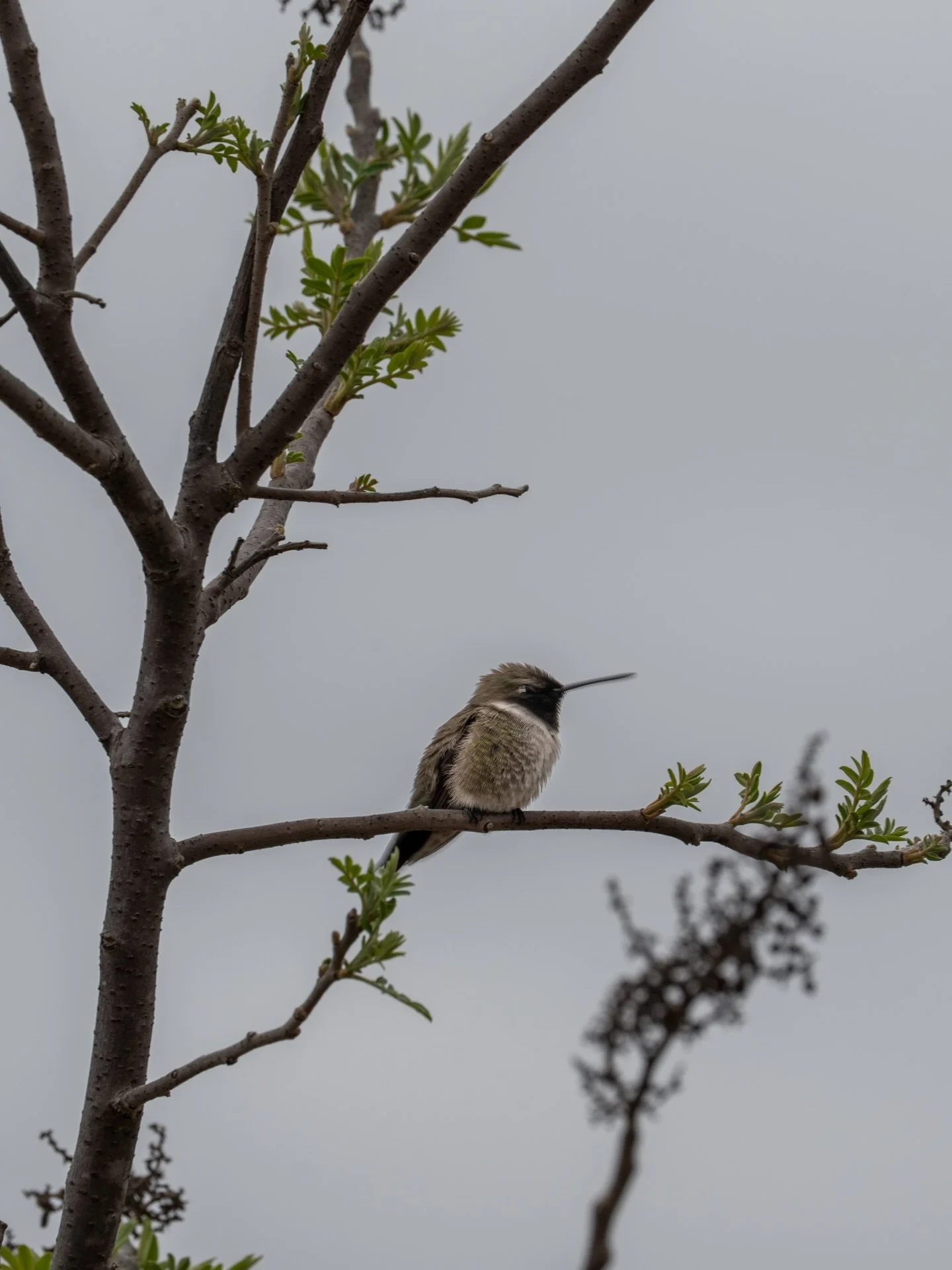 Guadalupe River Park: Humming Bird