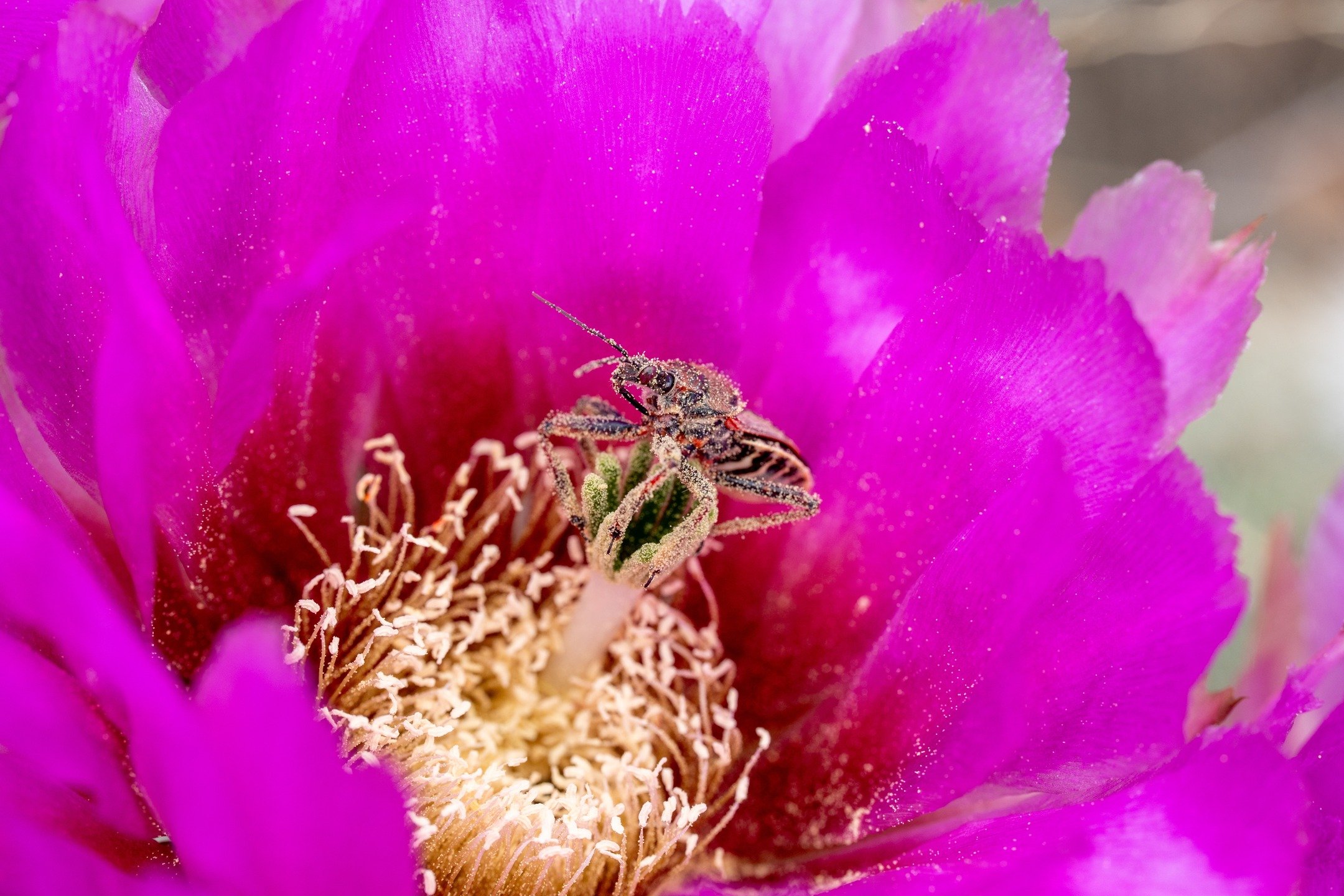 Apiomerus Spissipes
Inks Lake State Park
@inkslakesp
