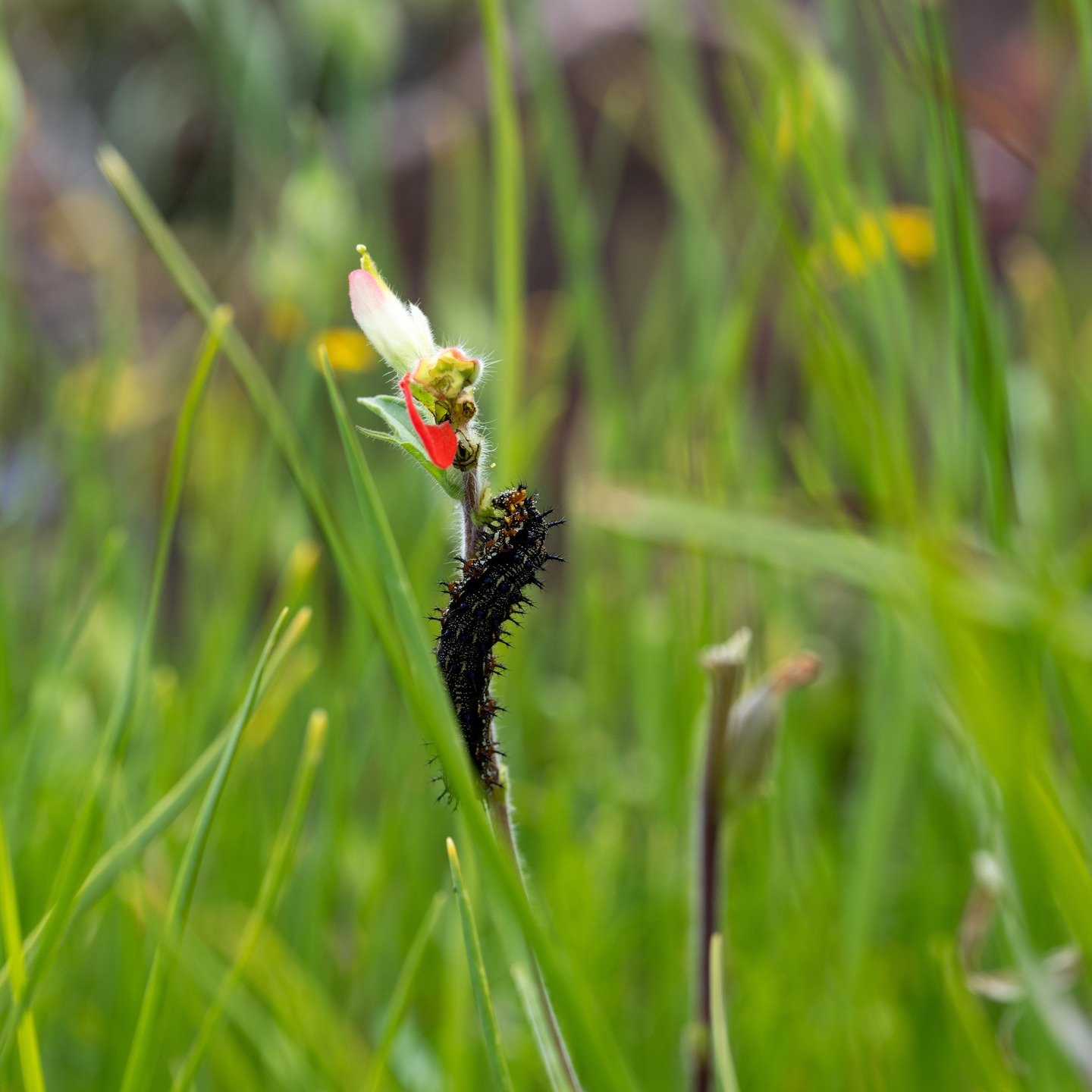 Buckeye Caterpillar
Inks Lake State Park
@inkslakesp