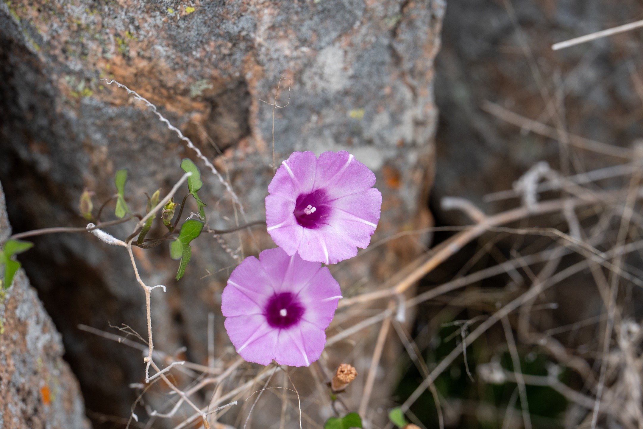 Inks Lake State Park Wild Flowers
@inkslakesp