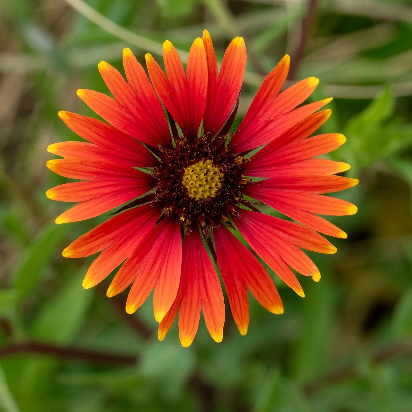 Inks Lake State Park Wild Flowers
@inkslakesp