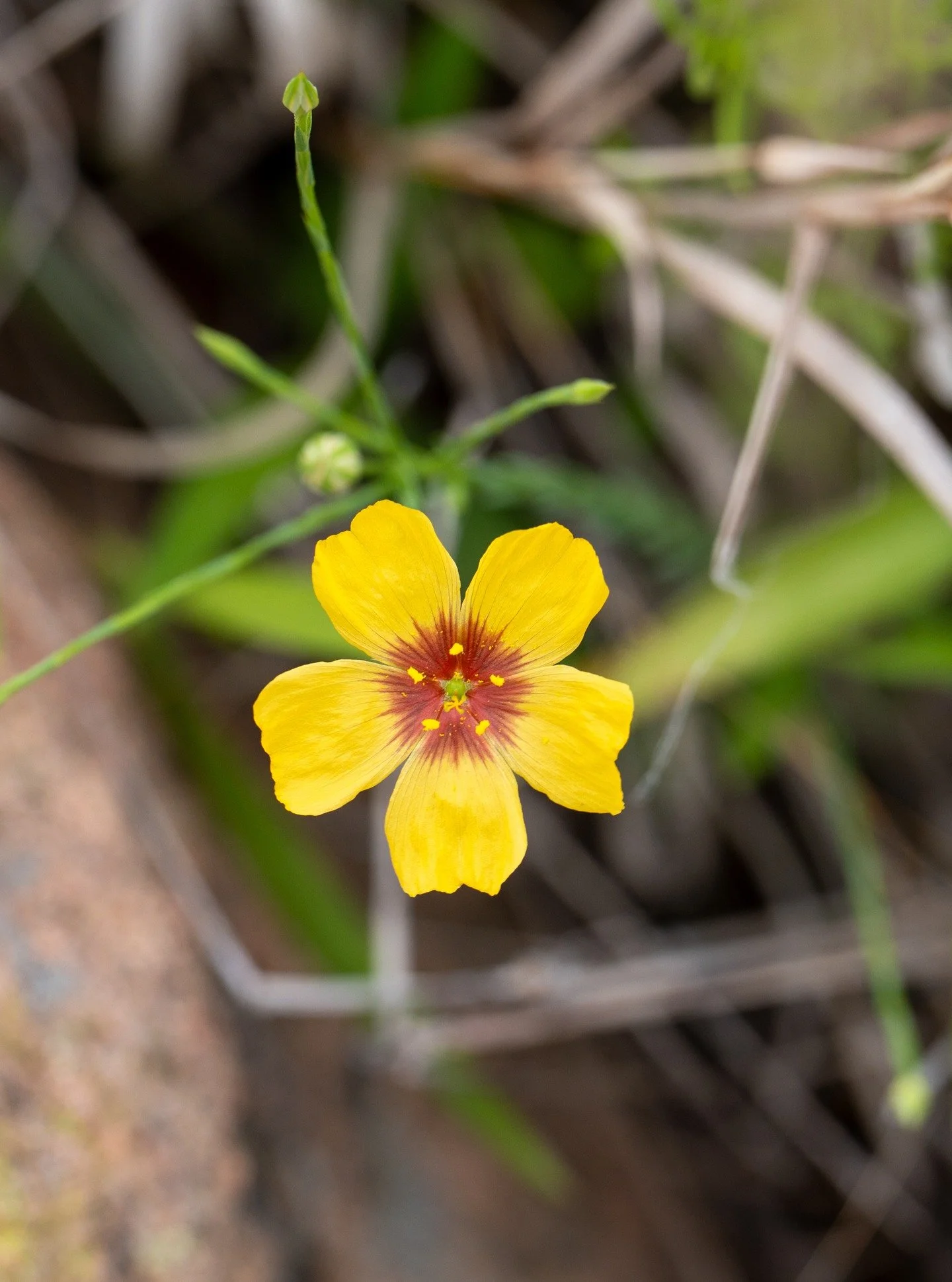 Inks Lake State Park Wild Flowers
@inkslakesp