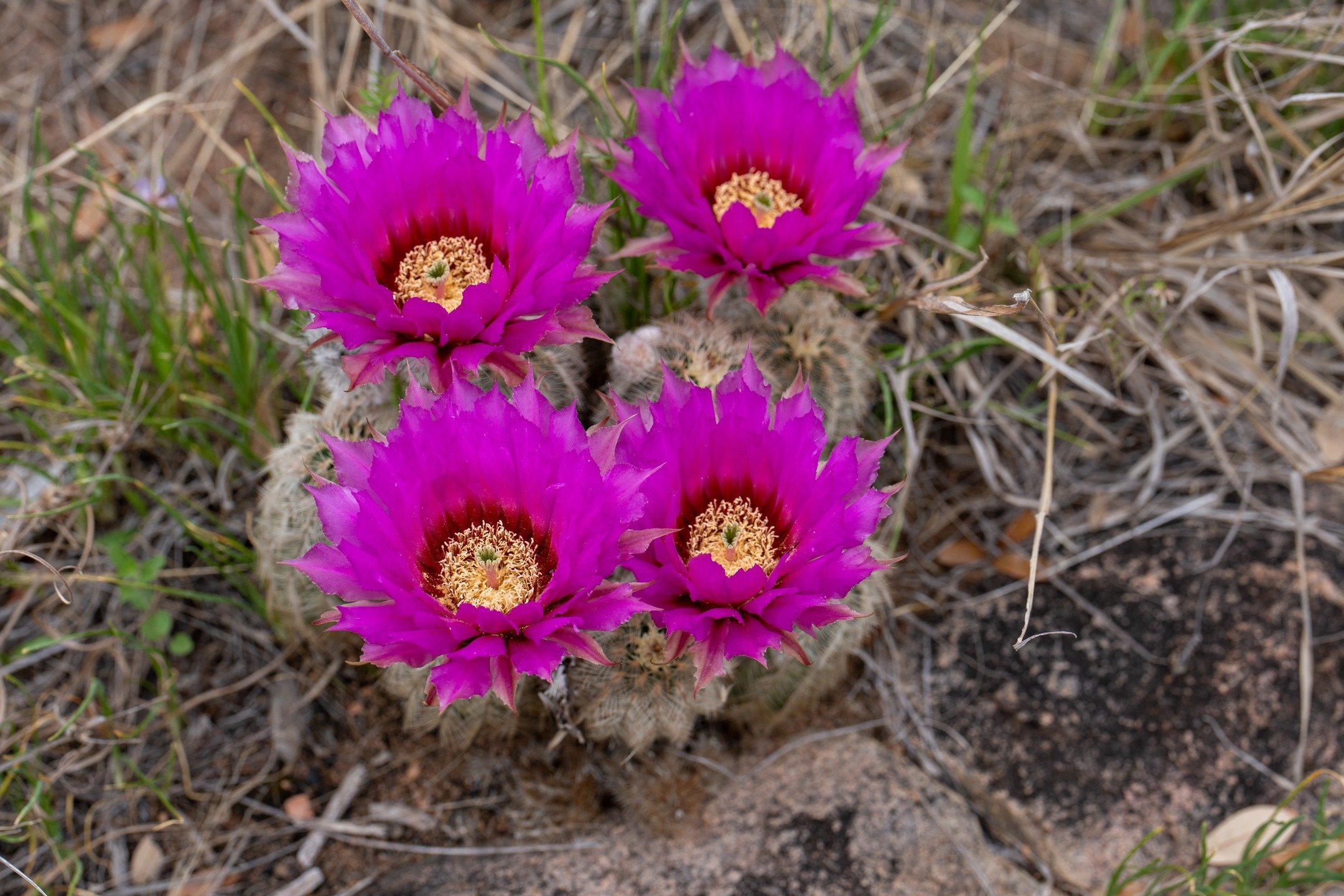 Inks Lake State Park Wild Flowers
@inkslakesp