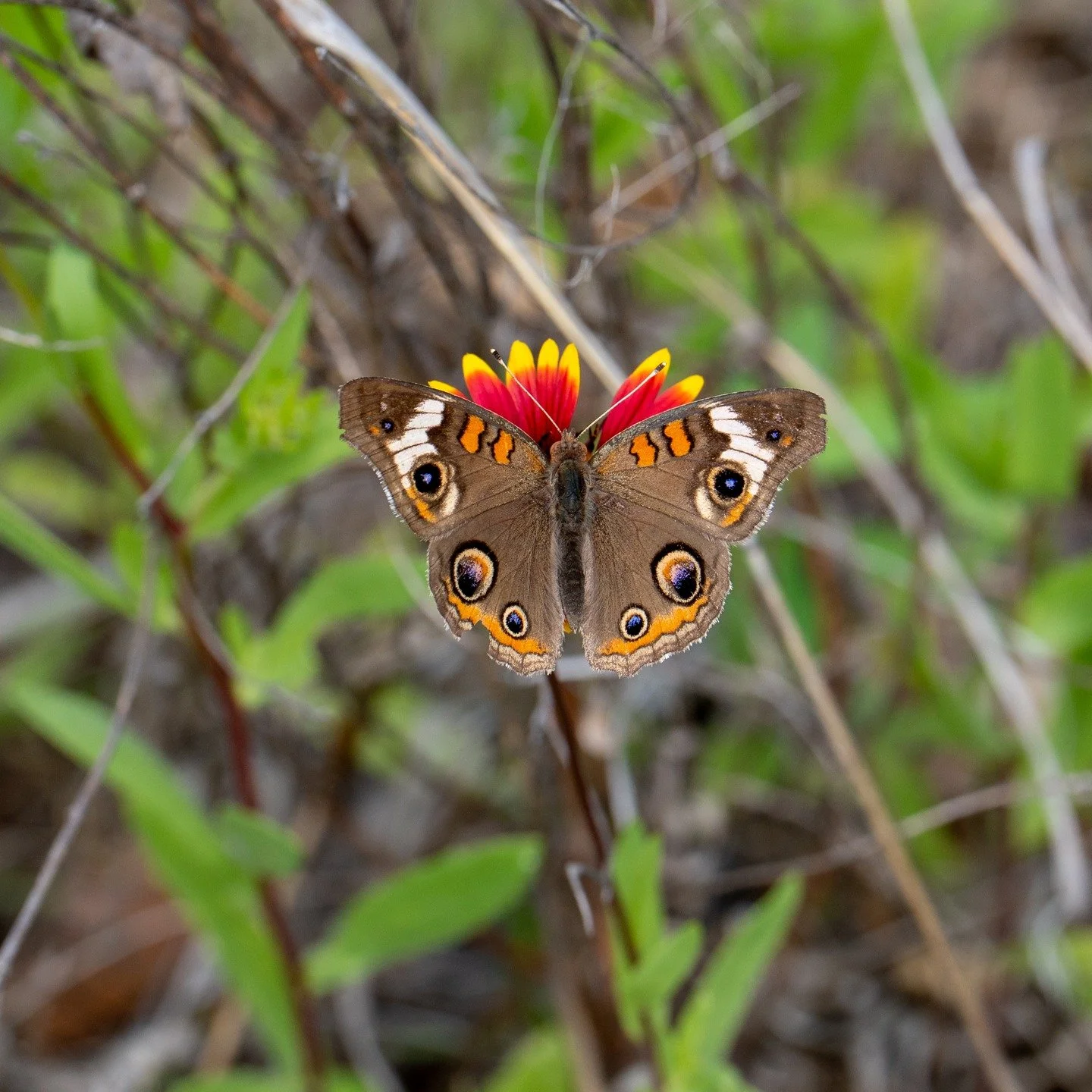 Buckeye Butterfly
Inks Lake State Park
@inkslakesp