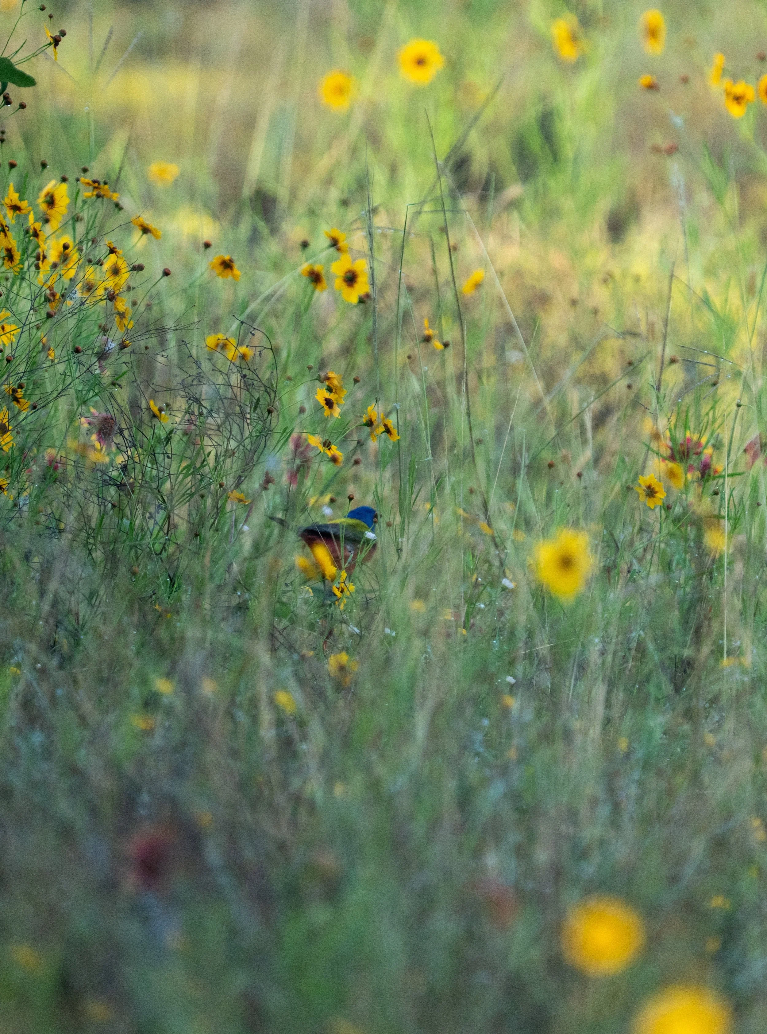 Painted Bunting
