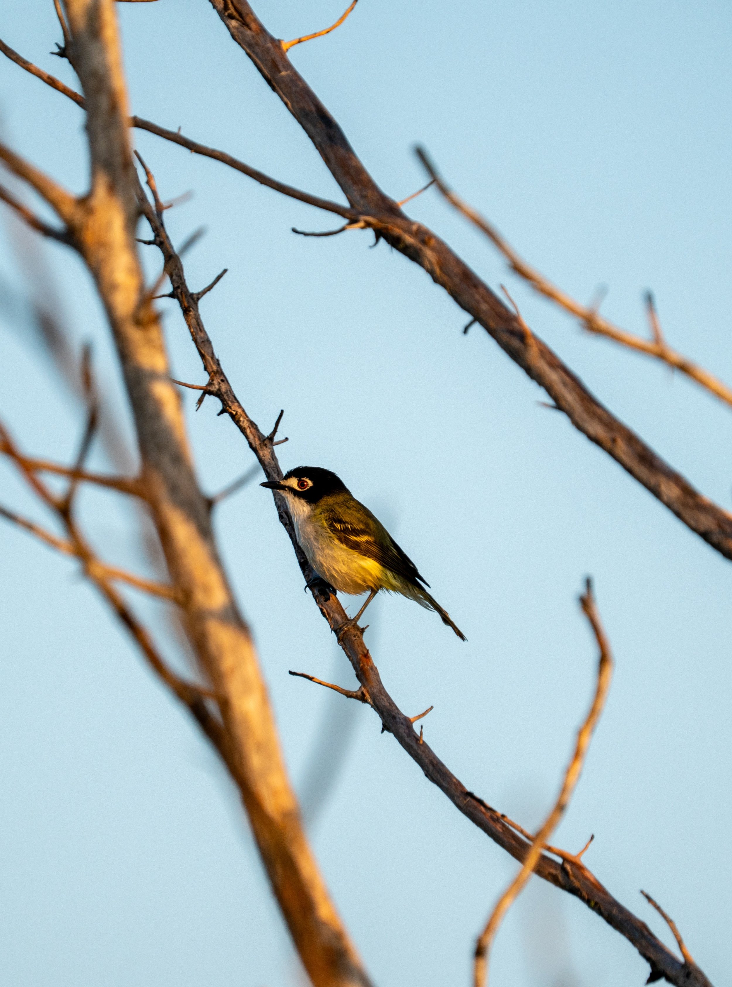 Painted Bunting