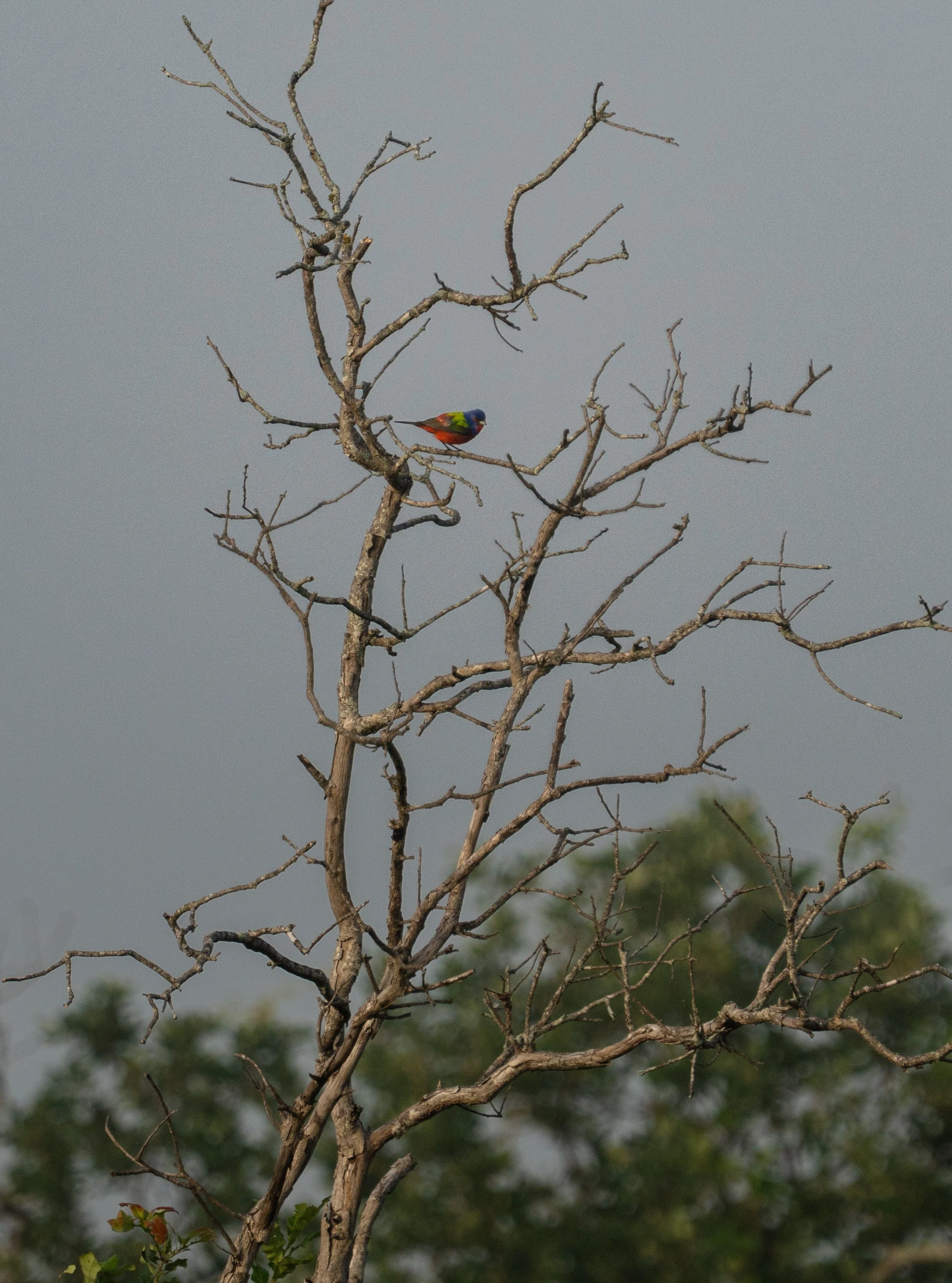 Painted Bunting