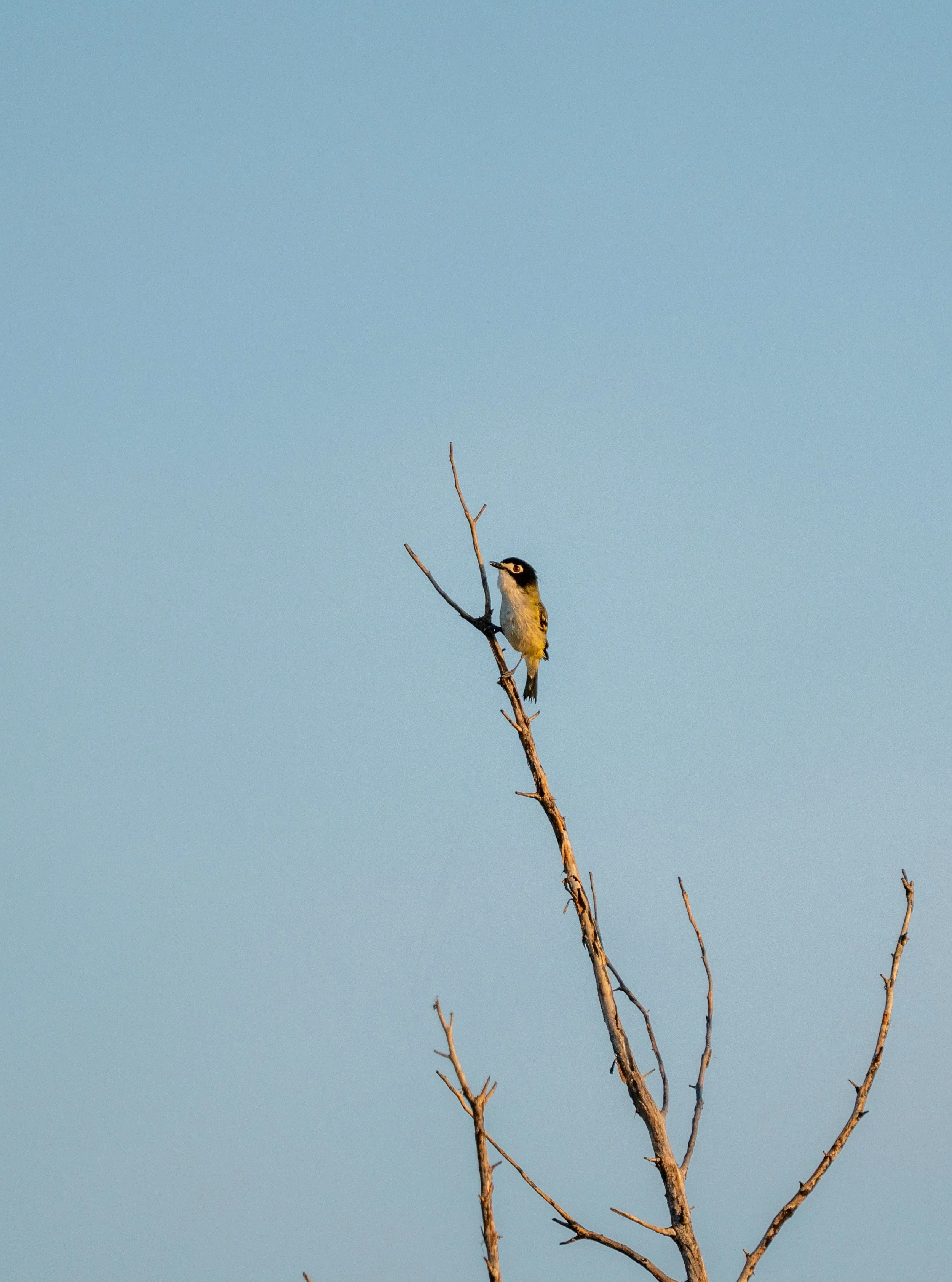 Black Capped Vireo