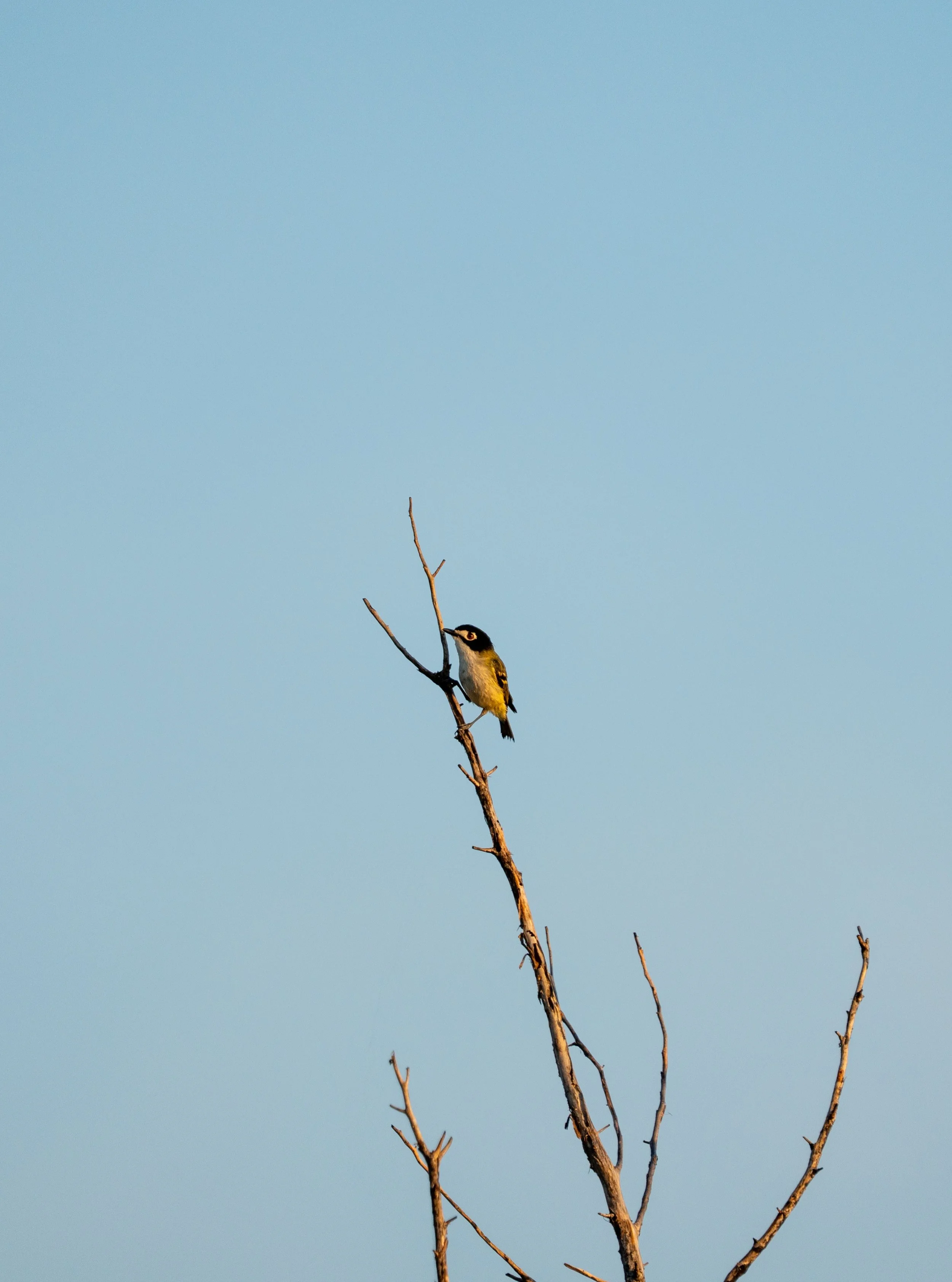 Black Capped Vireo