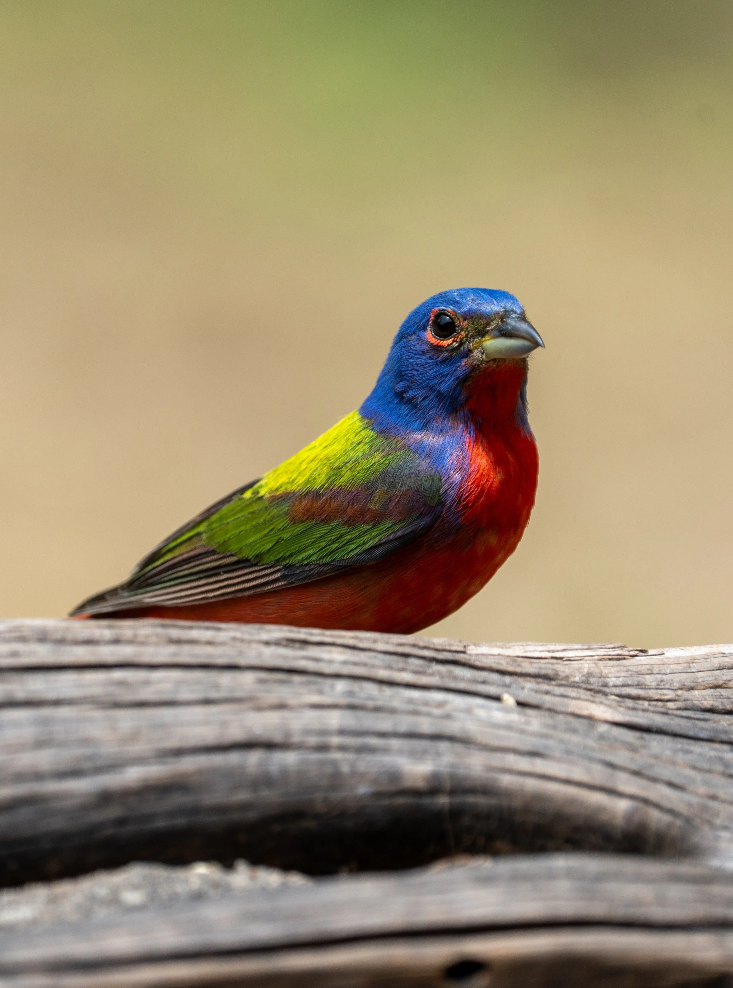 Male Painted Bunting
Pedernales Falls State Park
#pedernalesfallsstatepark