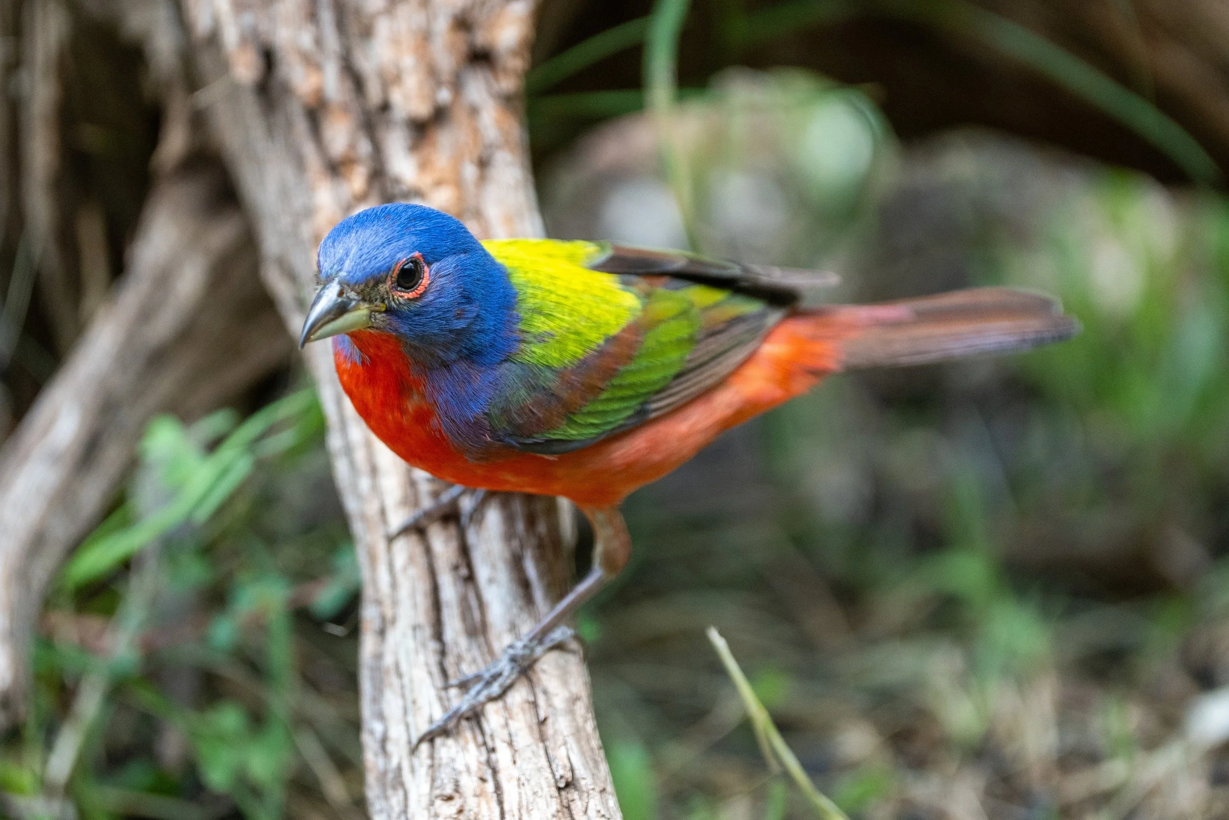 Male Painted Bunting
Pedernales Falls State Park
#pedernalesfallsstatepark