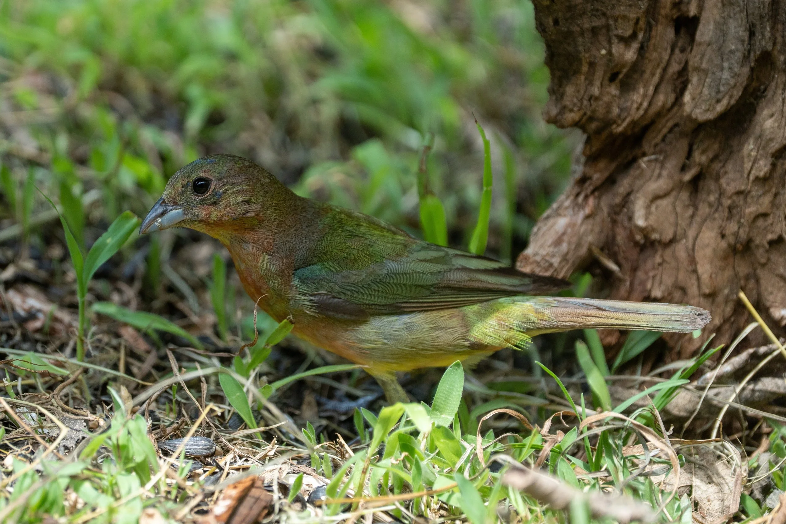 Female Painted Bunting
Pedernales Falls State Park
#pedernalesfallsstatepark