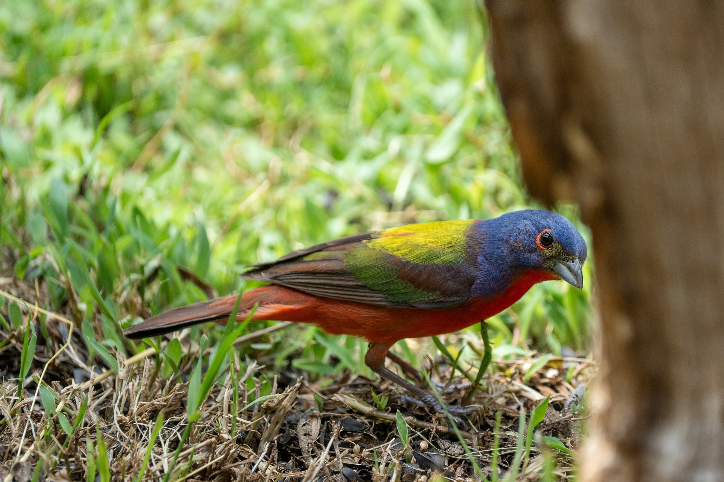 Male Painted Bunting
Pedernales Falls State Park
#pedernalesfallsstatepark