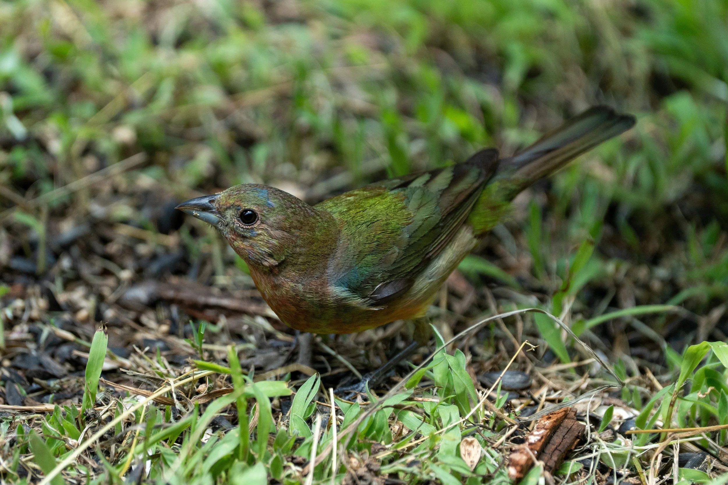 Female Painted Bunting
Pedernales Falls State Park
#pedernalesfallsstatepark
