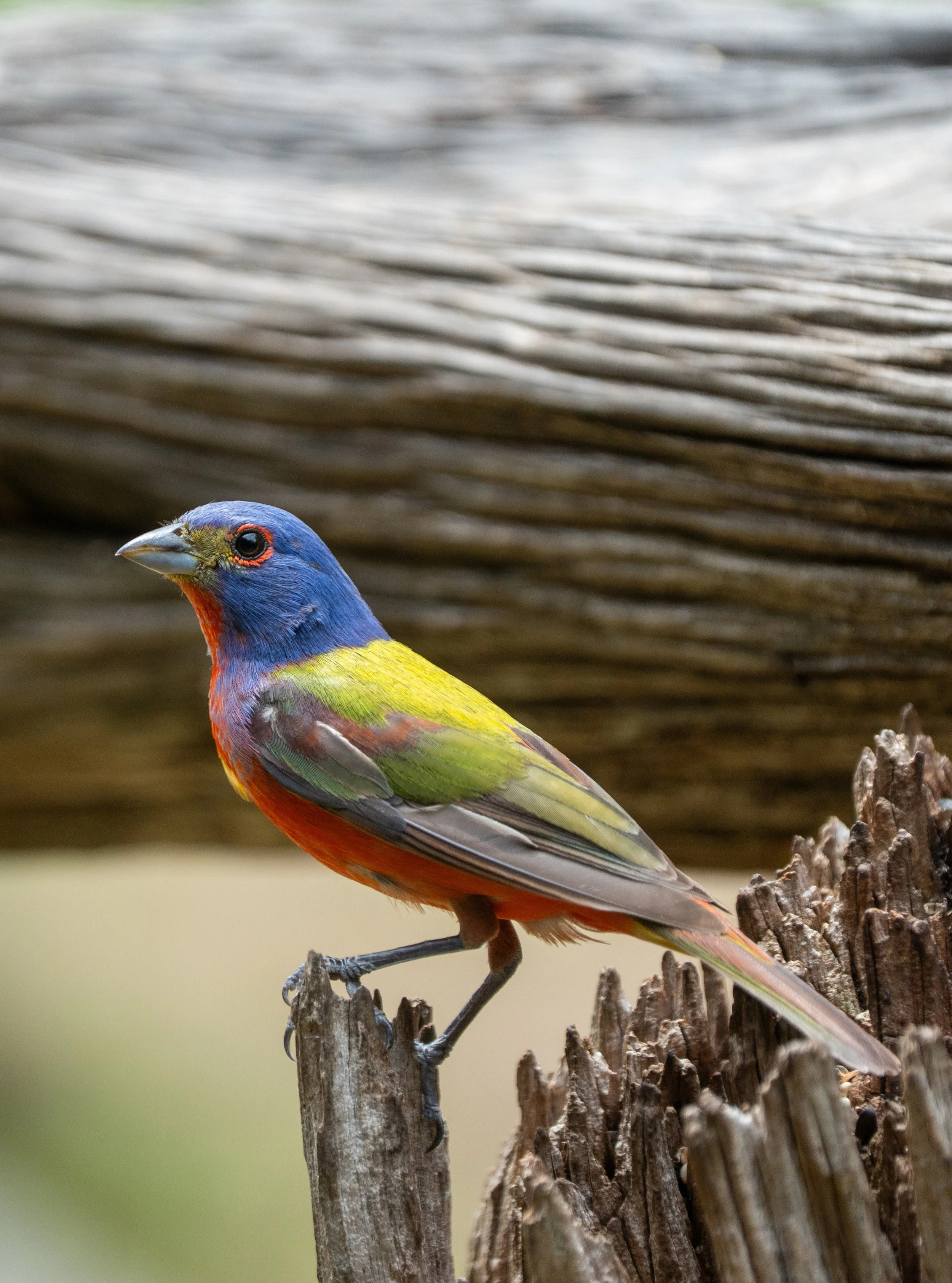 Male Painted Bunting
Pedernales Falls State Park
#pedernalesfallsstatepark