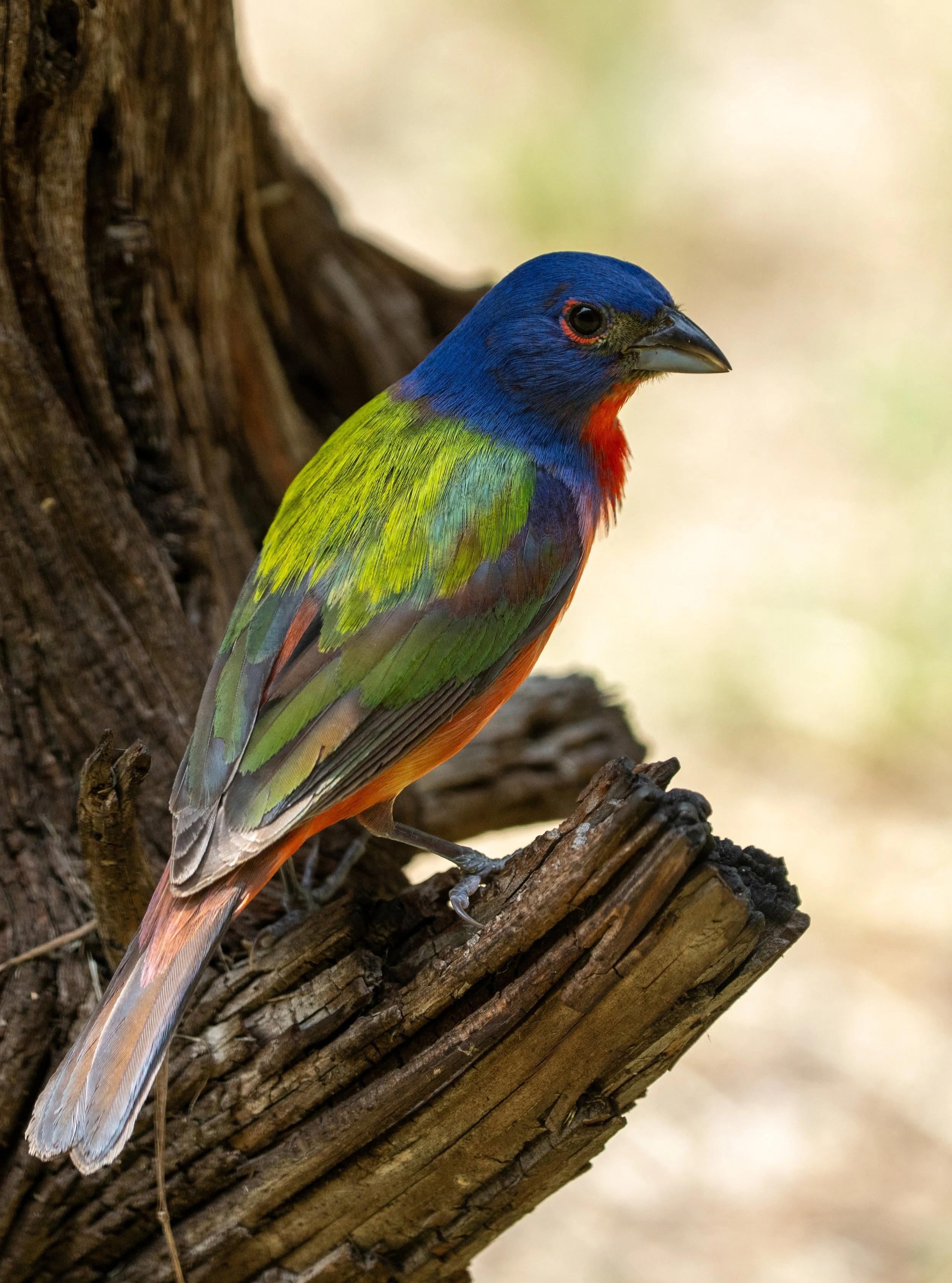 Male Painted Bunting
Pedernales Falls State Park
#pedernalesfallsstatepark