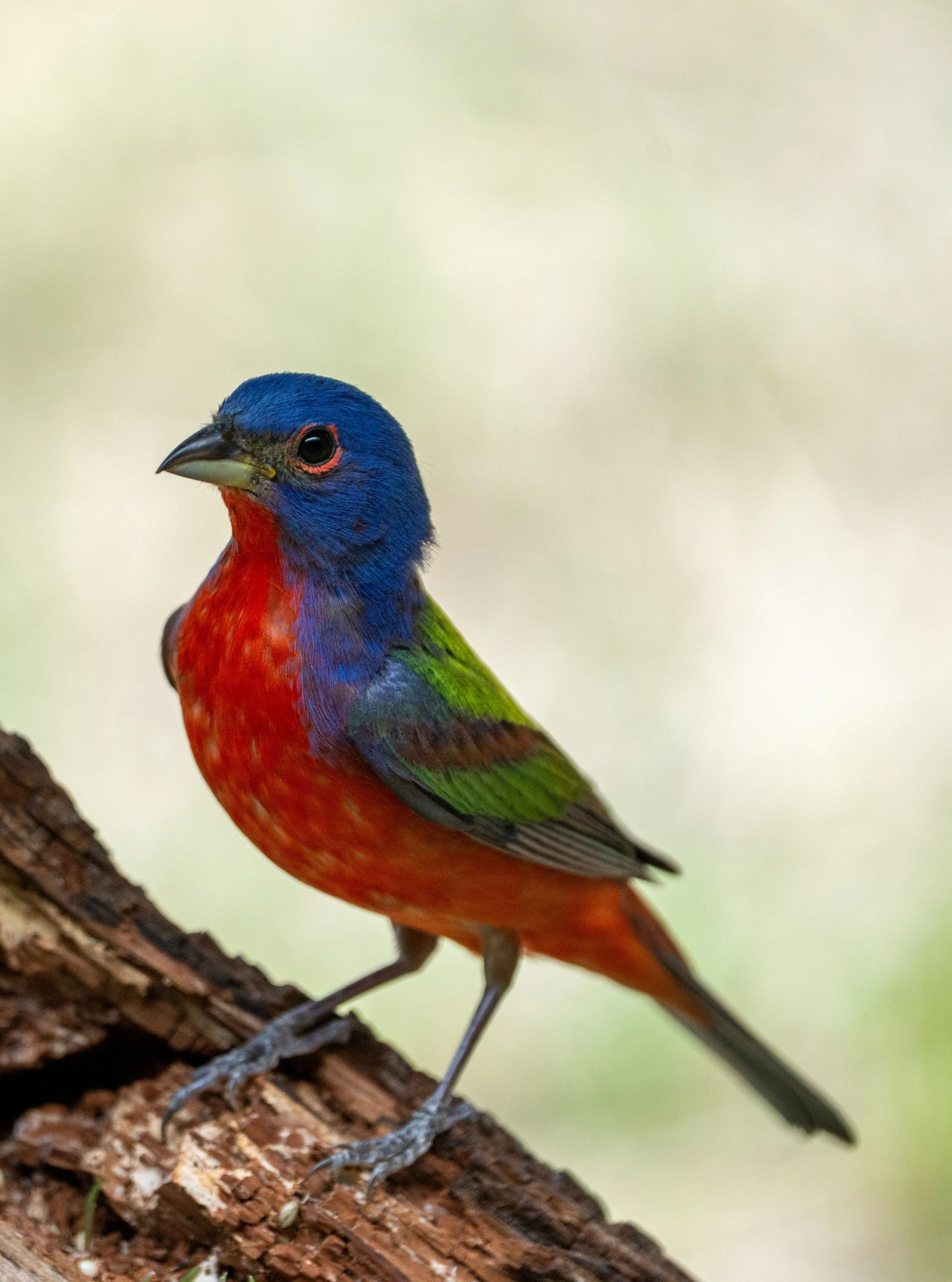 Male Painted Bunting
Pedernales Falls State Park
#pedernalesfallsstatepark