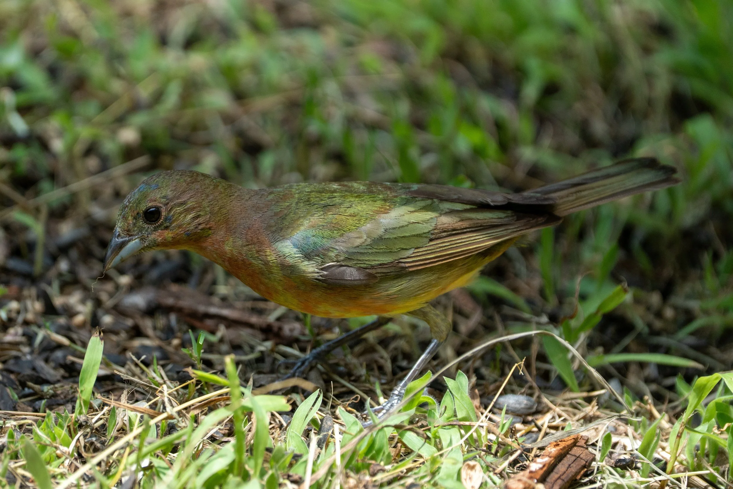 Female Painted Bunting
Pedernales Falls State Park
#pedernalesfallsstatepark