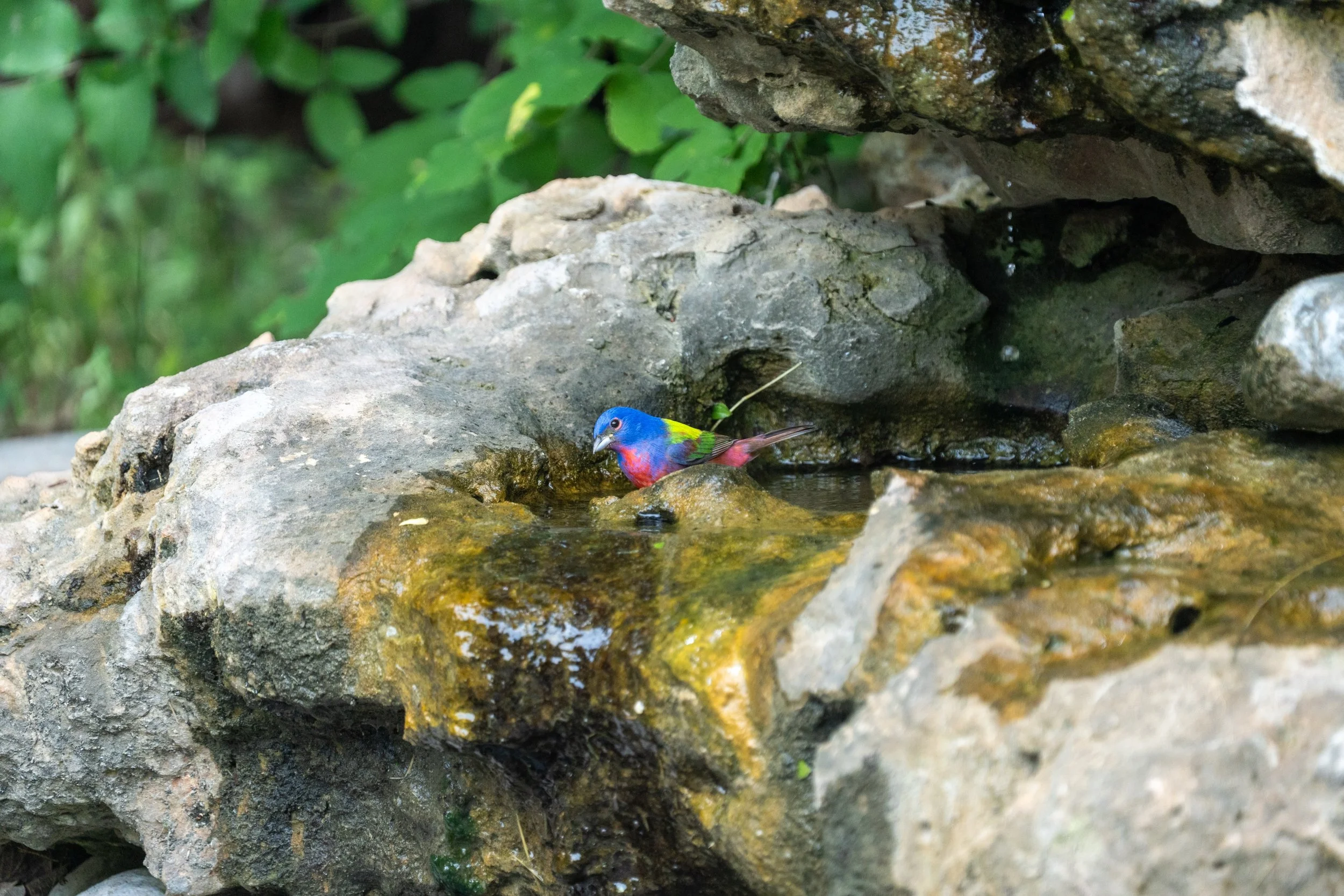 Male Painted Bunting
Pedernales Falls State Park
#pedernalesfallsstatepark
