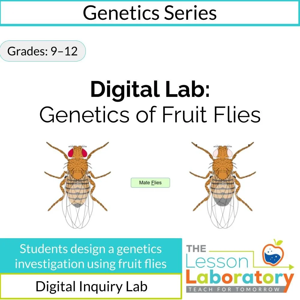 Fruit Fly Genetics Digital Lab | Inheritance Patterns & Punnett Squares Investigation