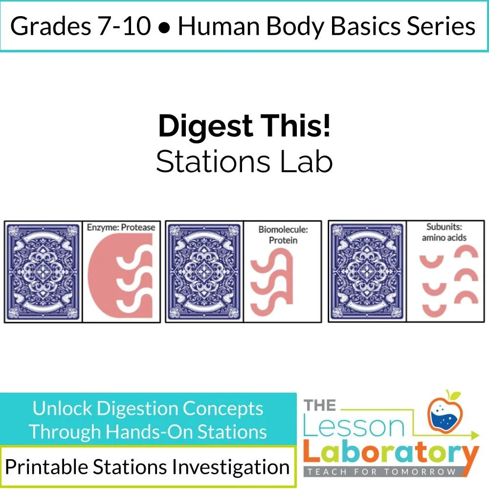 Digestive System Stations Lab – Enzymes, Diffusion, Villi Surface Area & Candy Dissolving Investigation