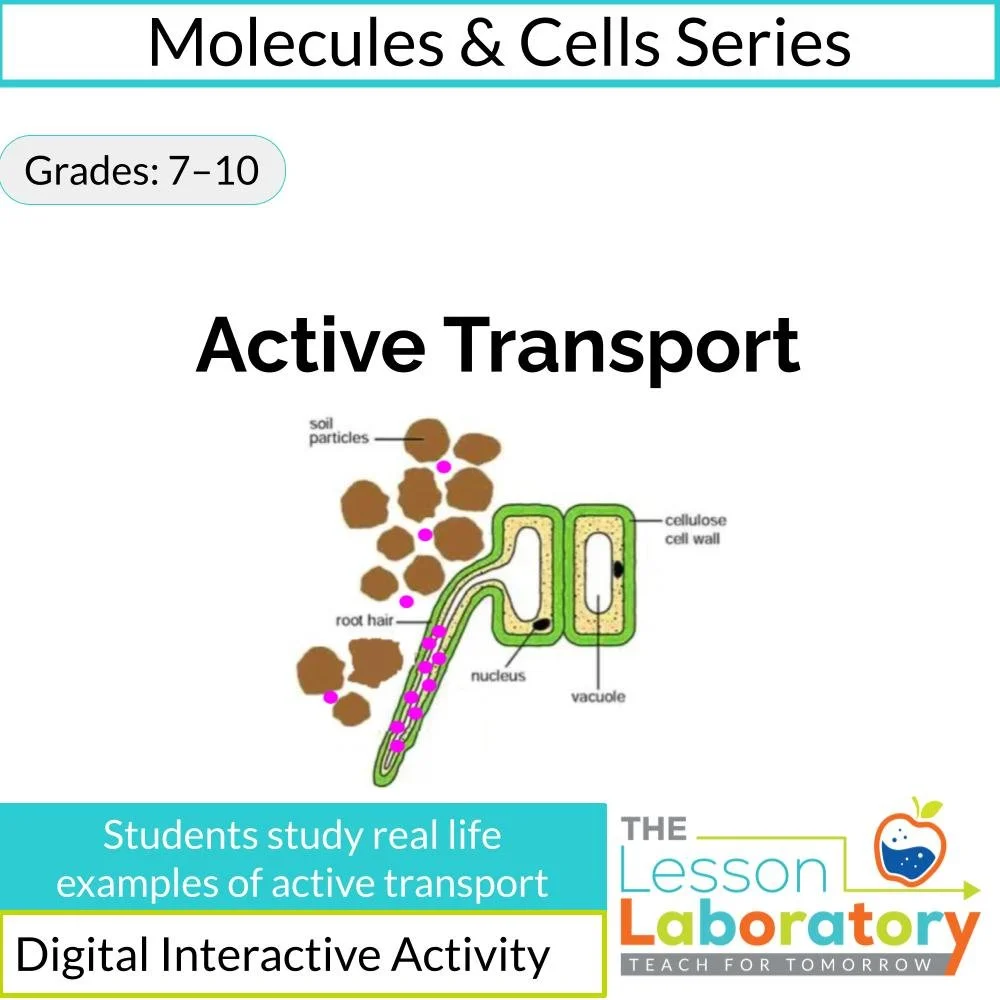 Active Transport – Cell Membrane Pumps, ATP Energy & Real-Life Biology Examples Digital Lesson