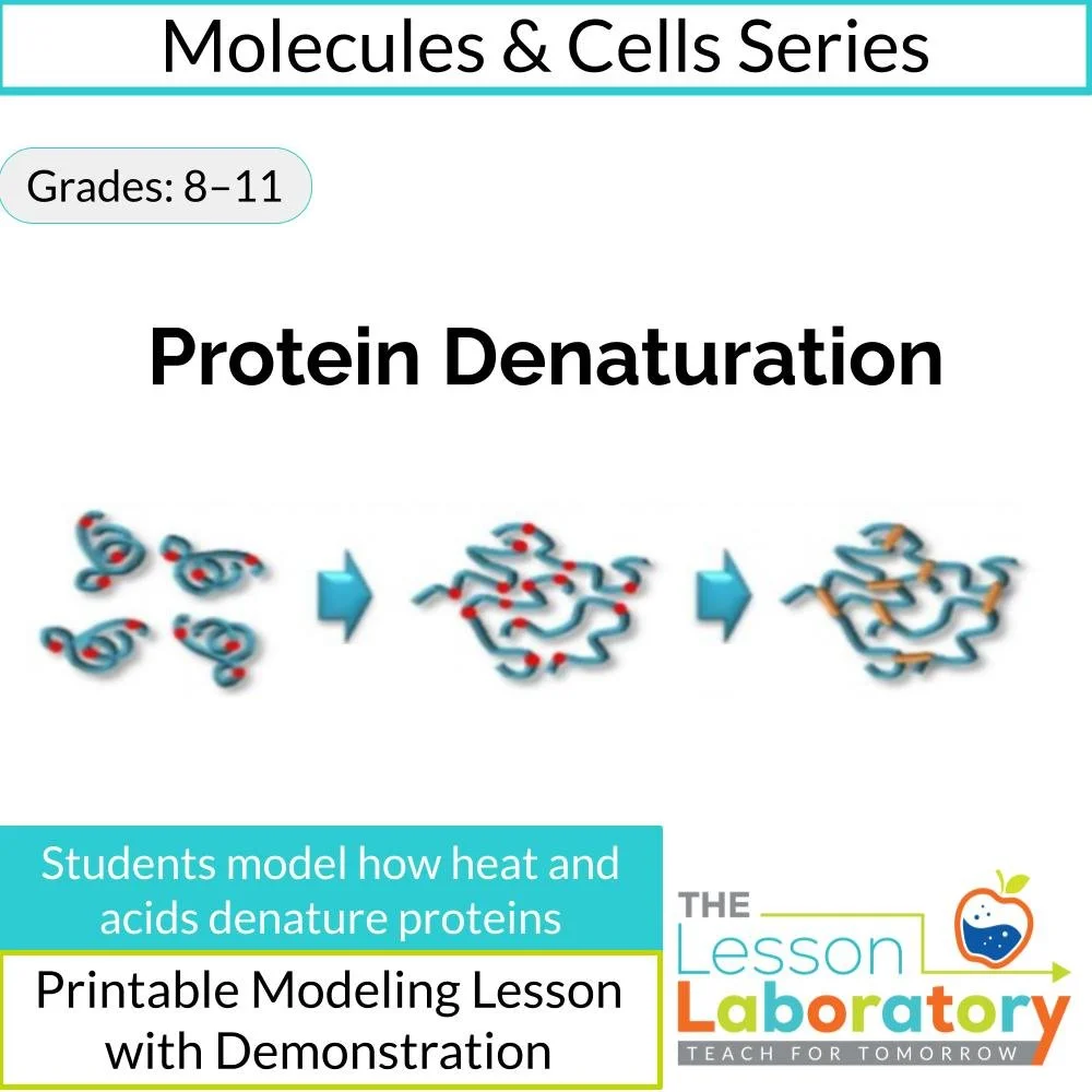 Protein Denaturation: How Heat and Acids Affect Proteins