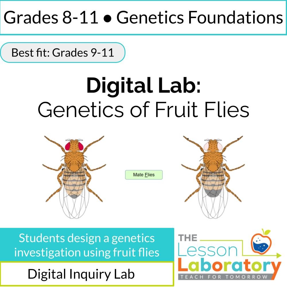 Fruit Fly Genetics Digital Lab | Inheritance Patterns & Punnett Squares Investigation
