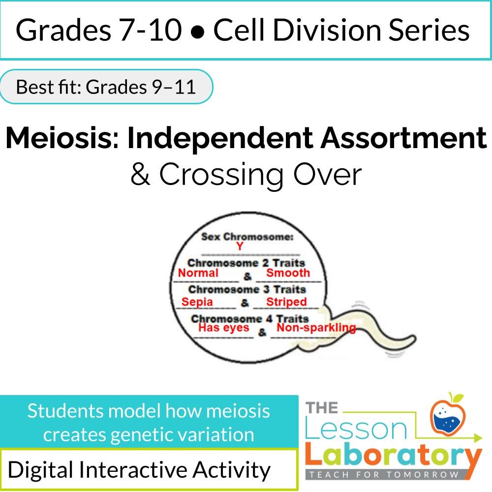 Meiosis: Independent Assortment & Crossing Over – Modeling Genetic Variation