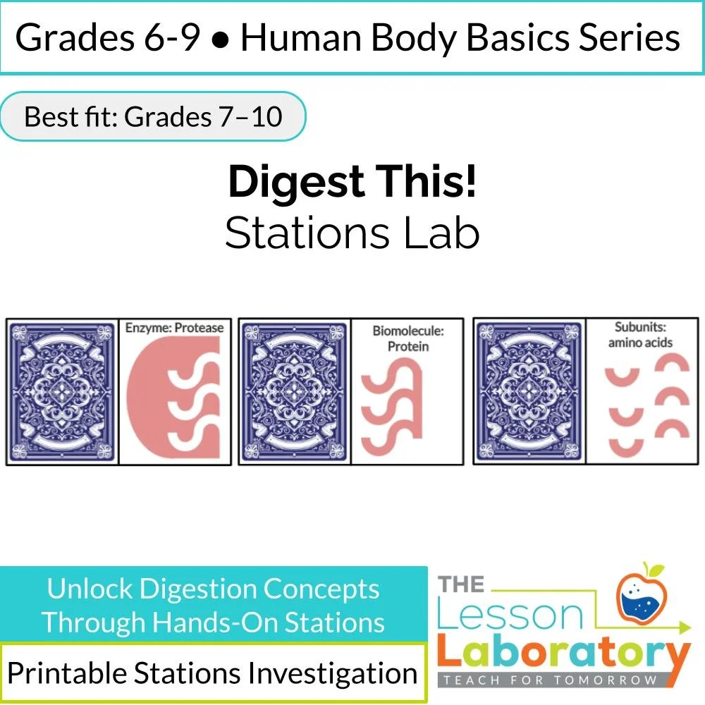 Digestive System Stations Lab – Enzymes, Diffusion, Villi Surface Area & Candy Dissolving Investigation
