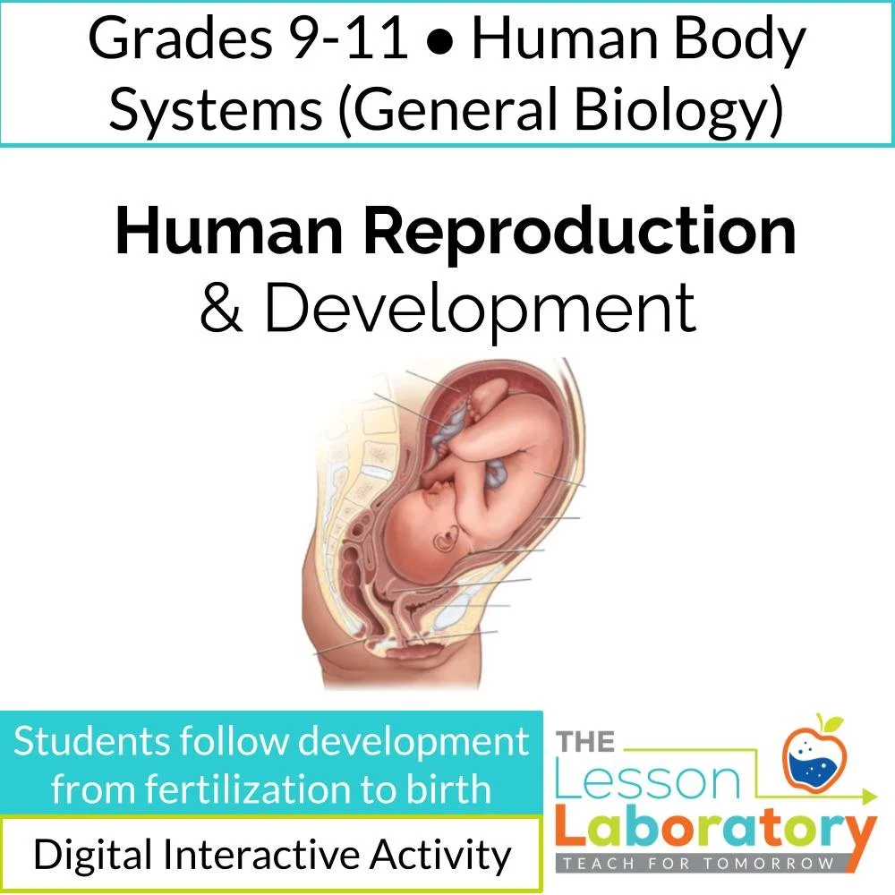 Human Reproduction & Development | Fertilization to Birth