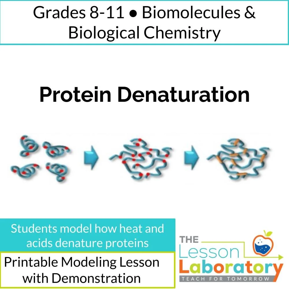 Protein Denaturation: How Heat and Acids Affect Proteins