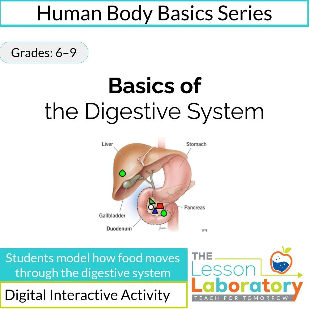 Basics of the Digestive System | Structure and Function