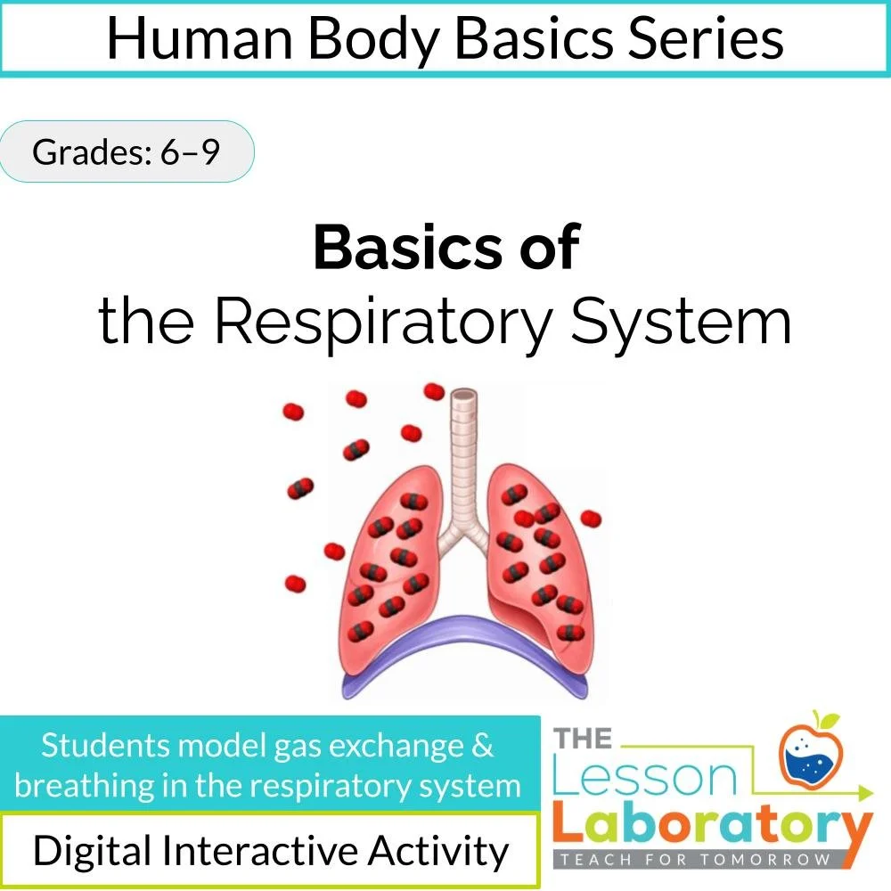 Respiratory System Basics | Human Body Systems Lesson | Gas Exchange & Breathing