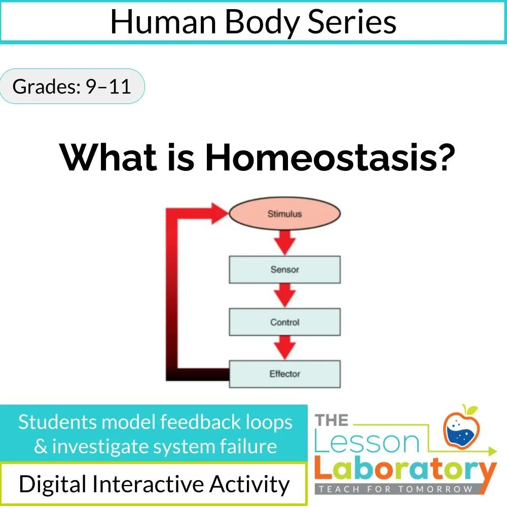 Homeostasis & Negative Feedback Loops | With Differentiated Case Study