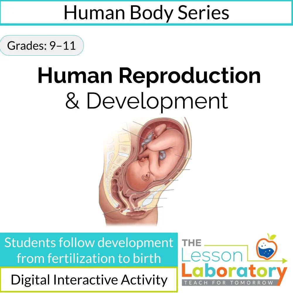 Human Reproduction & Development | Fertilization to Birth