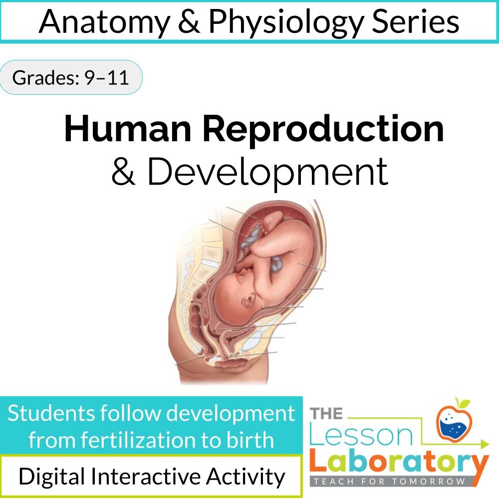 Human Reproduction & Development | Fertilization to Birth