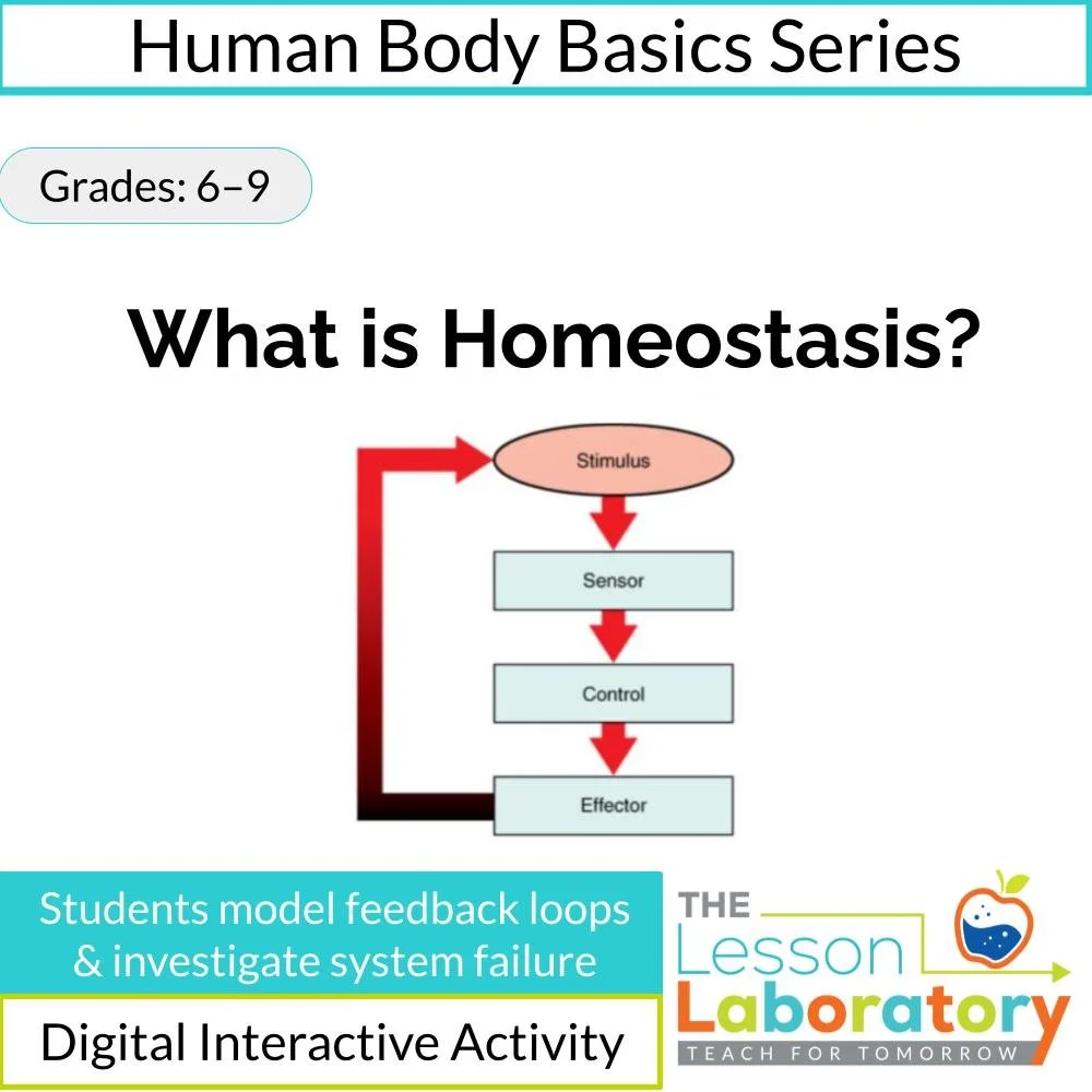 Homeostasis & Negative Feedback Loops | With Differentiated Case Study