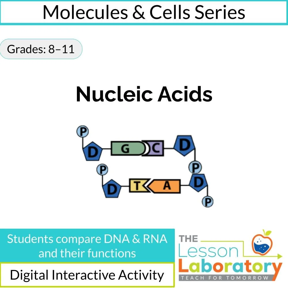 Introduction to Nucleic Acids: DNA, RNA, and Genetic Information