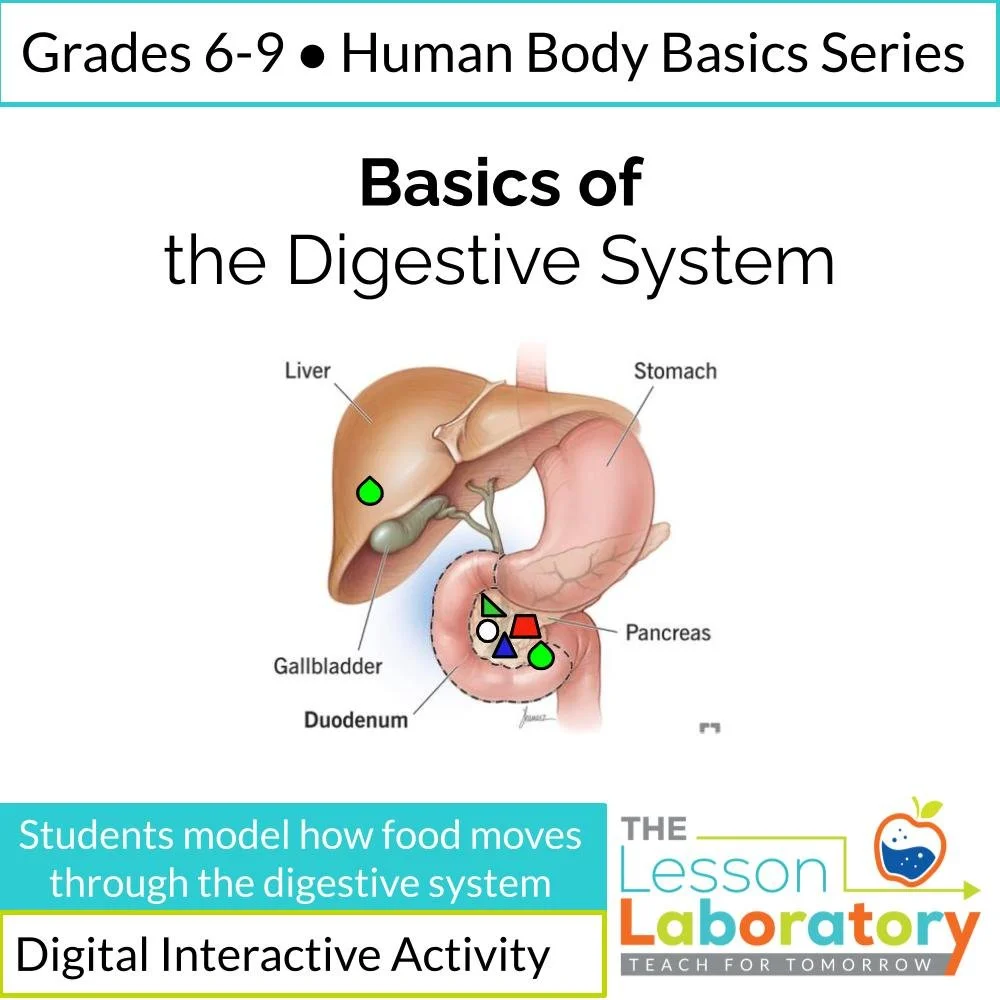 Basics of the Digestive System | Structure and Function