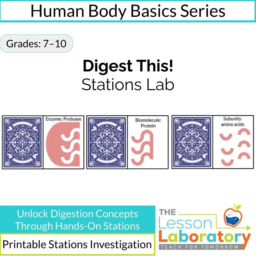 Digestive System Stations Lab – Enzymes, Diffusion, Villi Surface Area & Candy Dissolving Investigation