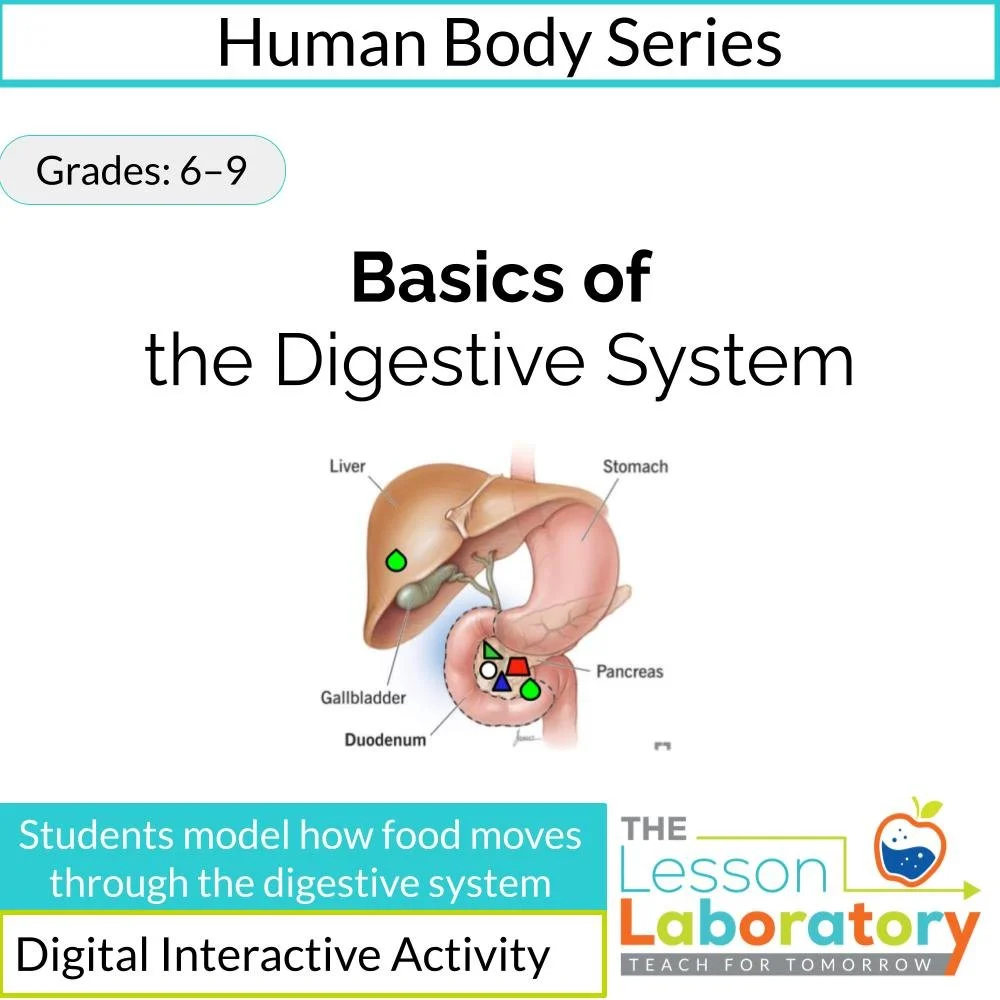 Basics of the Digestive System | Structure and Function