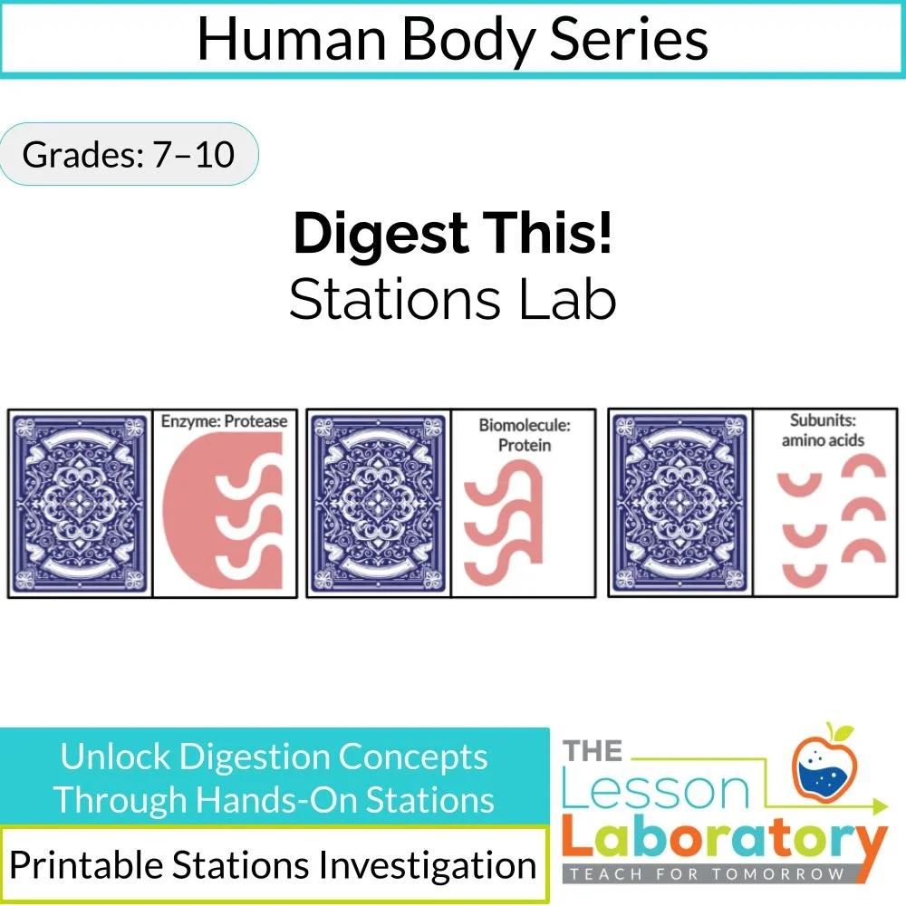 Digestive System Stations Lab – Enzymes, Diffusion, Villi Surface Area & Candy Dissolving Investigation