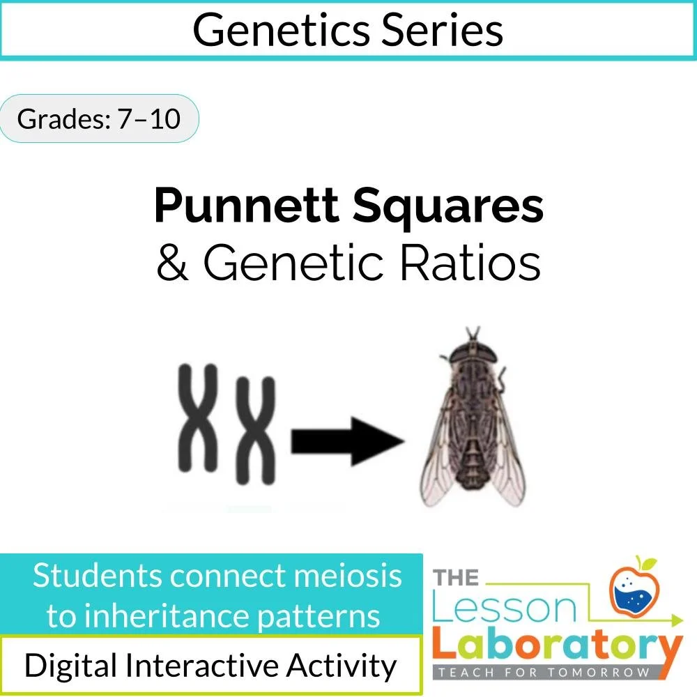 Punnett Squares & Genetic Ratios | Connecting Meiosis to Inheritance
