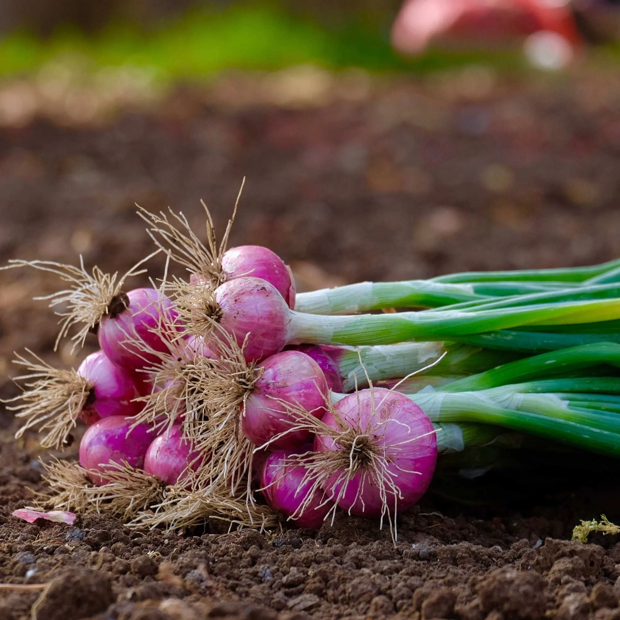 Red-salad-onions-_2.jpg