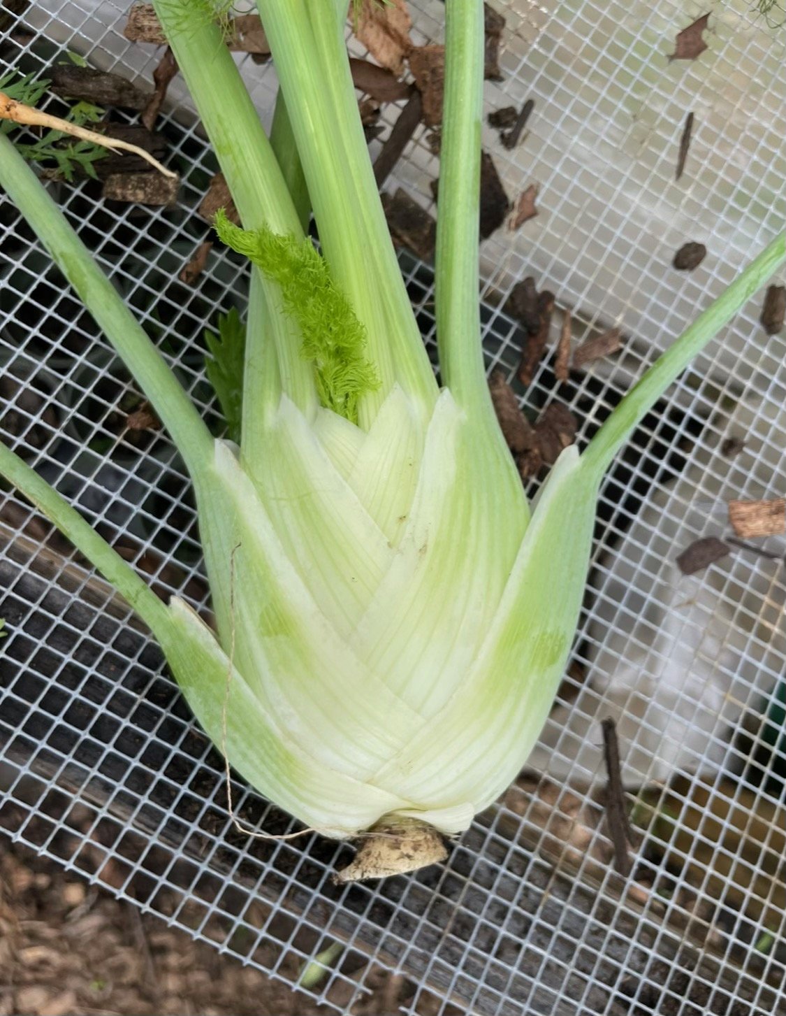 Fennel