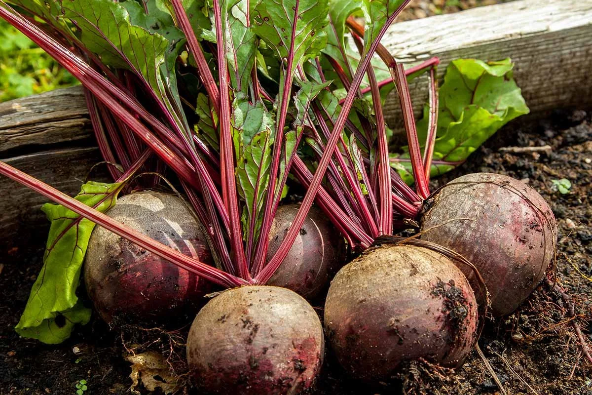 Beets.jpg