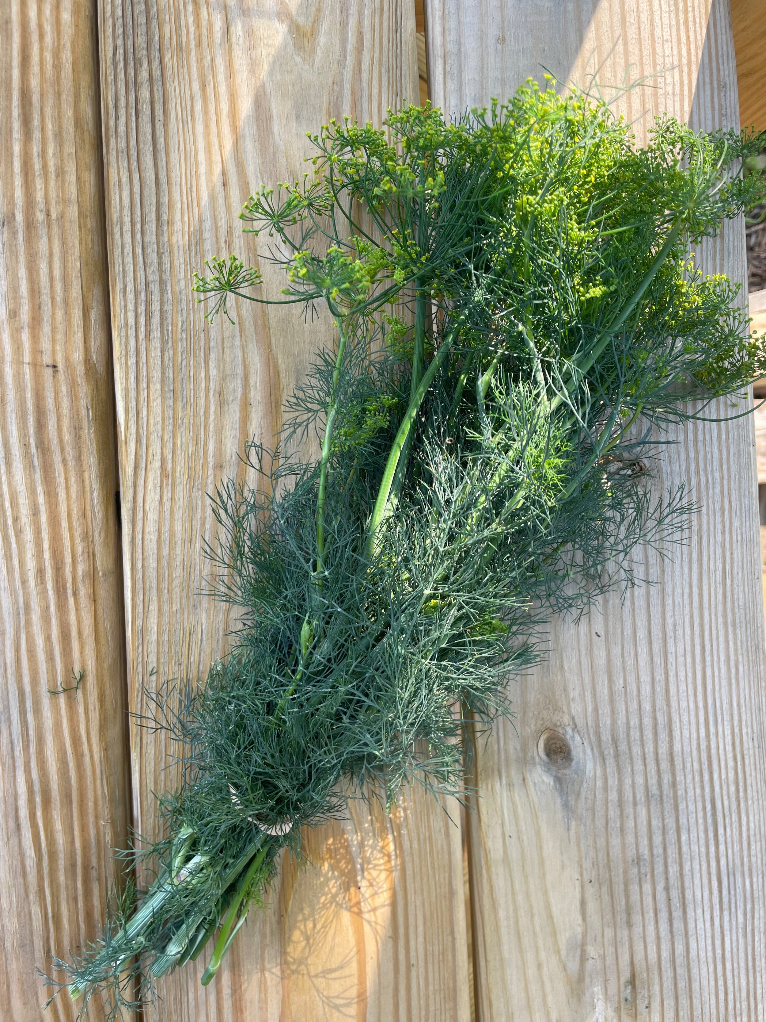 Dill